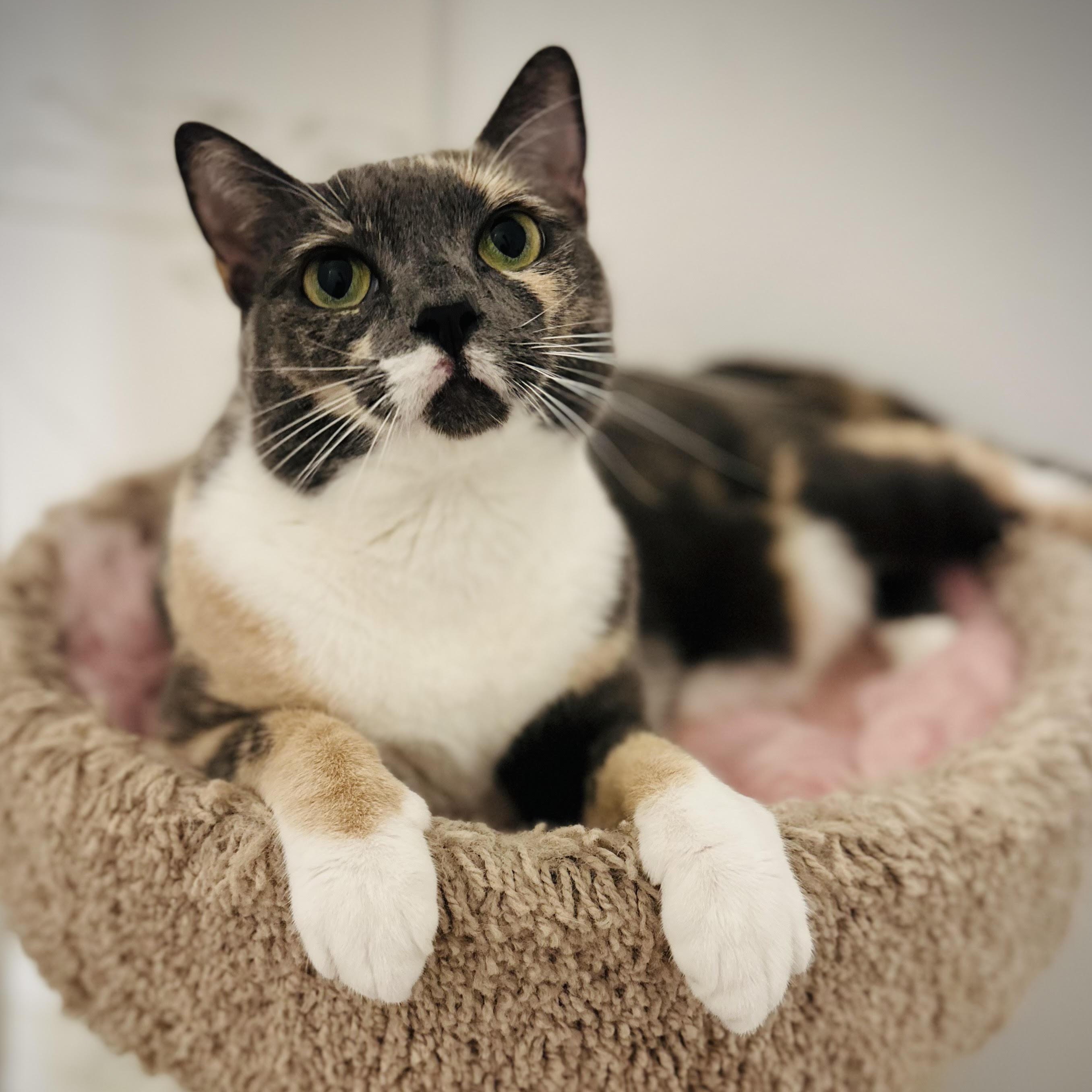Enlarge Yoshi, a Adoptable Domestic Short Hair in Colorado Springs, CO image 4/5