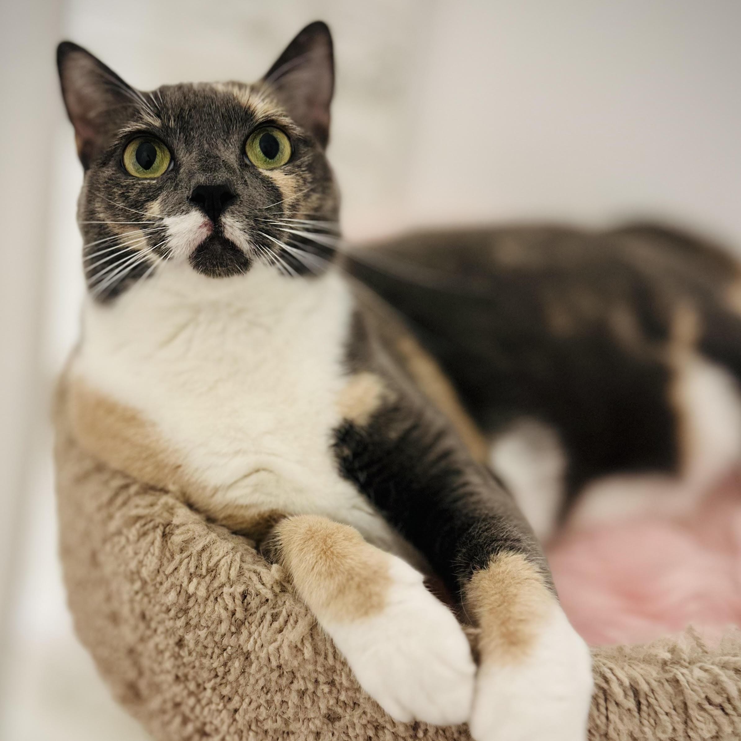 Enlarge Yoshi, a Adoptable Domestic Short Hair in Colorado Springs, CO image 3/5