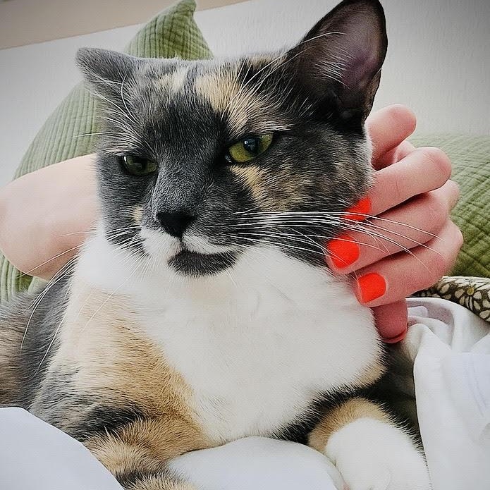 Yoshi, Adoptable, Adult Female Domestic Short Hair.