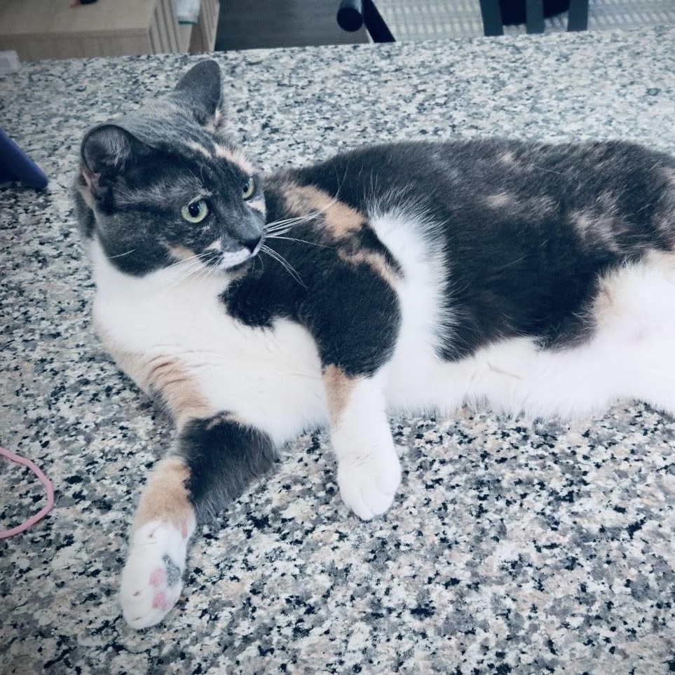 Enlarge Yoshi, a Adoptable Domestic Short Hair in Colorado Springs, CO image 5/5