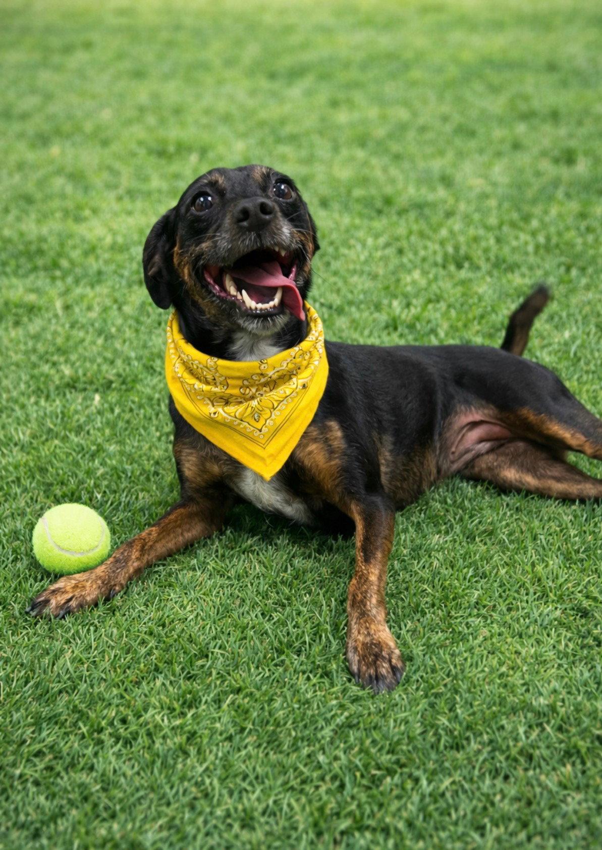 Enlarge Layla, a Adopted Rat Terrier in Euless, TX image 1/3