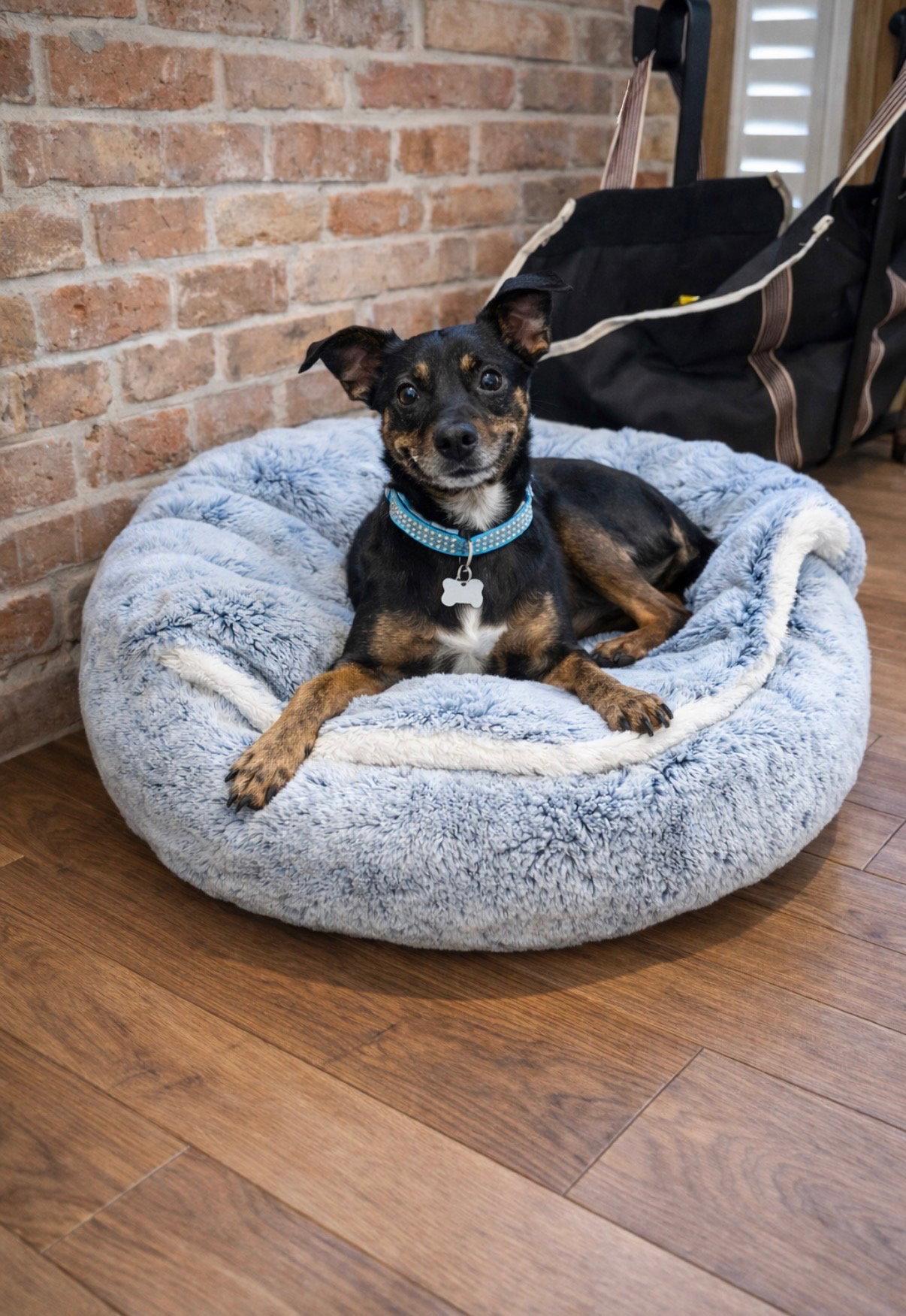 Enlarge Layla, a Adopted Rat Terrier in Euless, TX image 2/3