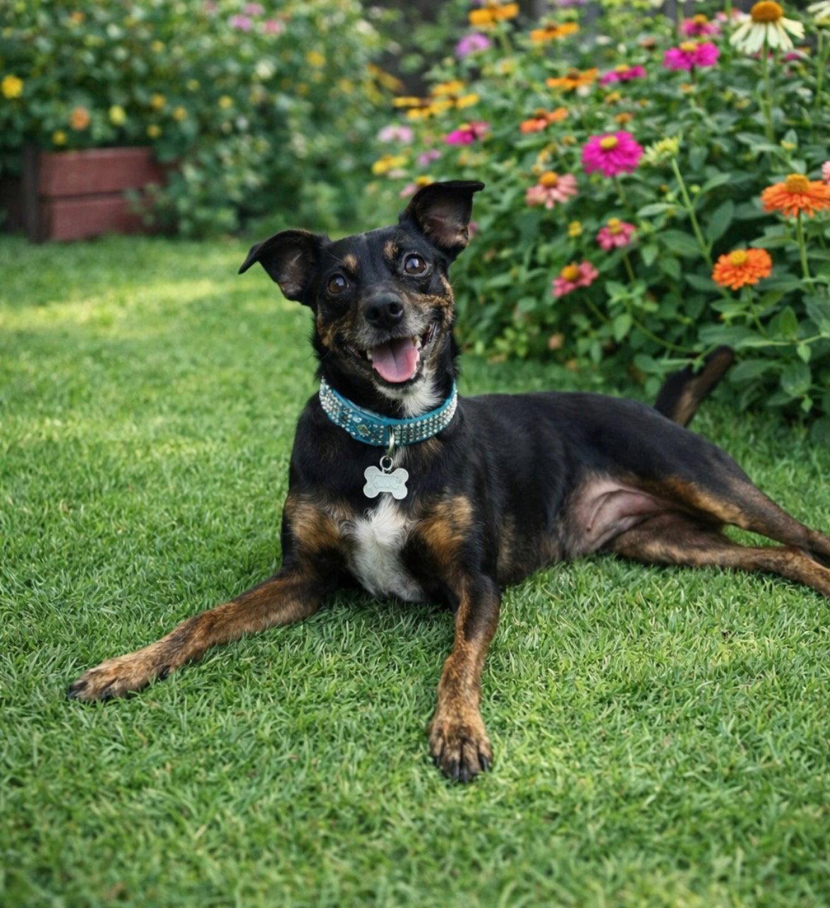 Enlarge Layla, a Adopted Rat Terrier in Euless, TX image 3/3