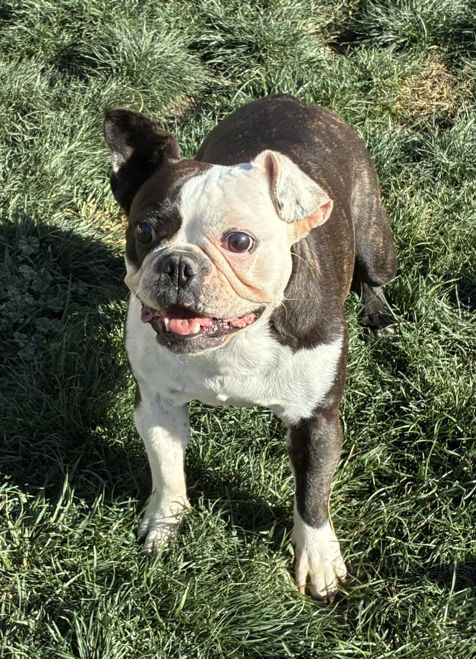 Lulu, Adoptable, Adult Female Boston Terrier & French Bulldog.