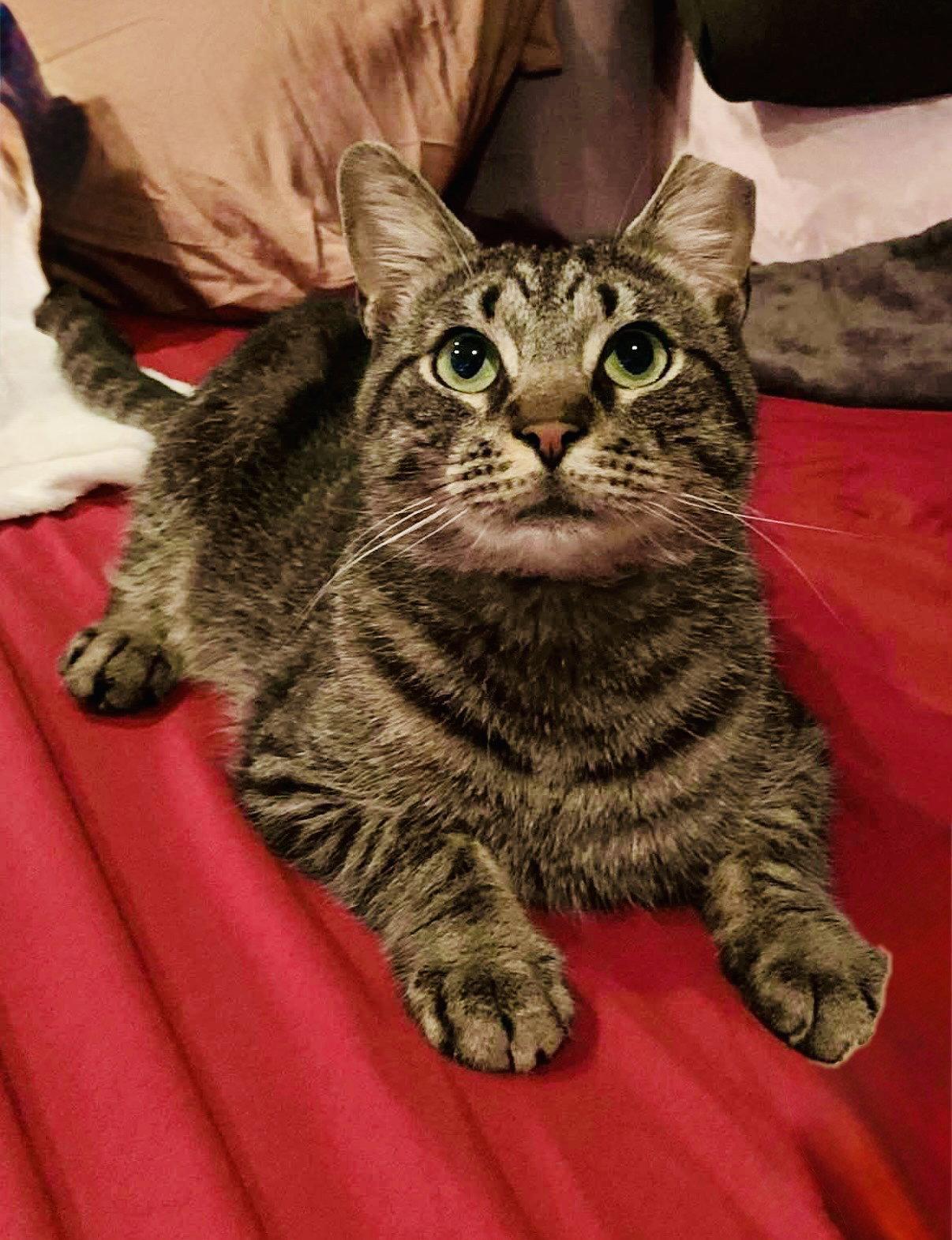 Oatie (FeLV+), Adoptable, Young Male Domestic Short Hair.