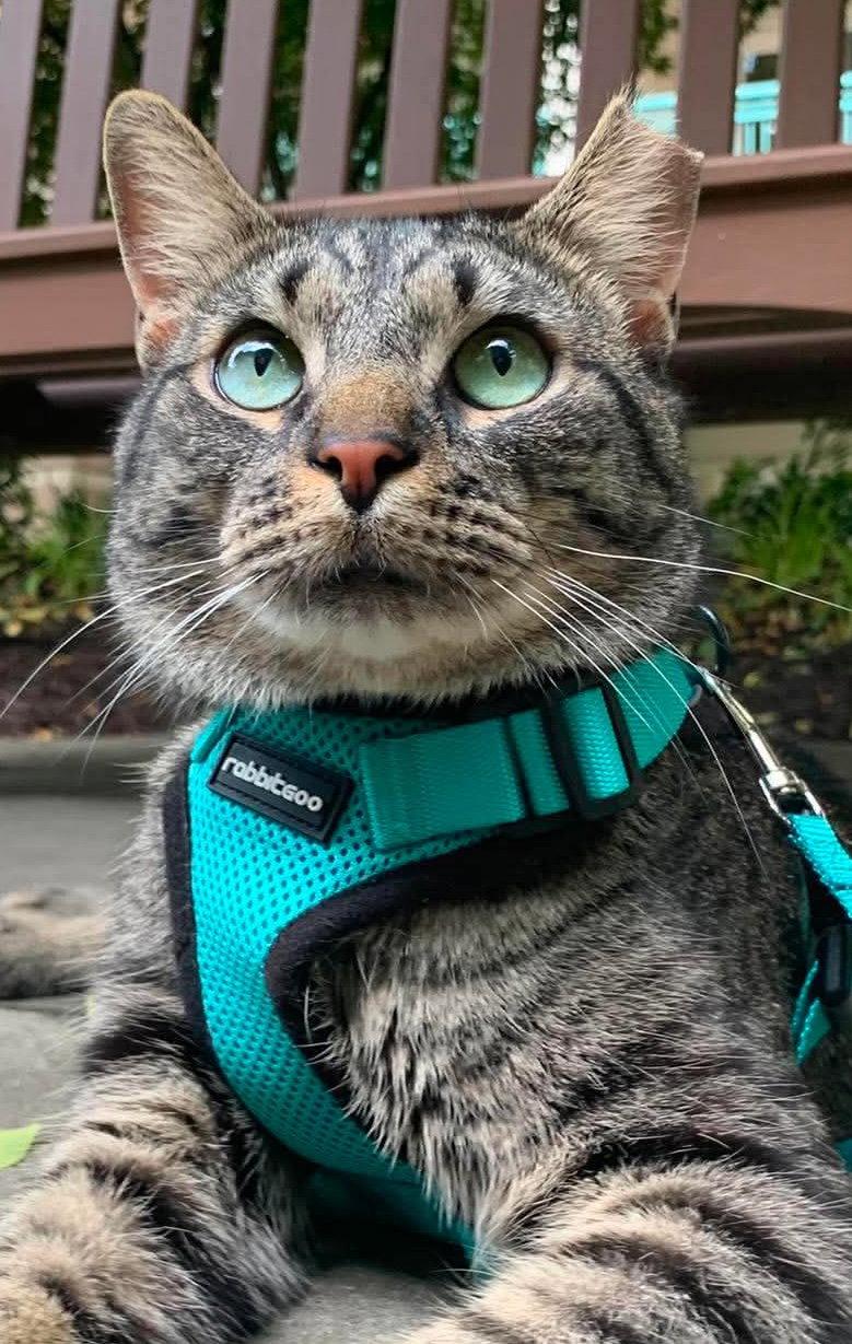 Enlarge Oatie (FeLV+), a Adoptable Domestic Short Hair in Reston, VA image 2/3
