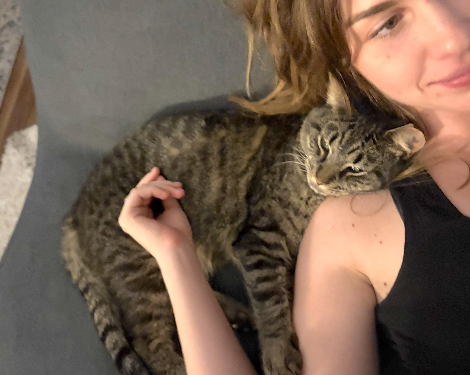 Enlarge Oatie (FeLV+), a Adoptable Domestic Short Hair in Reston, VA image 3/3