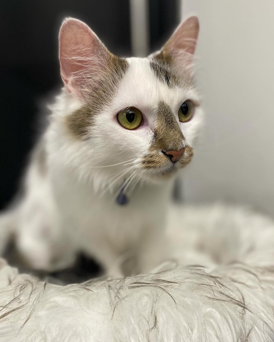 Cat for adoption Mango, a Domestic Medium Hair in Murfreesboro, TN