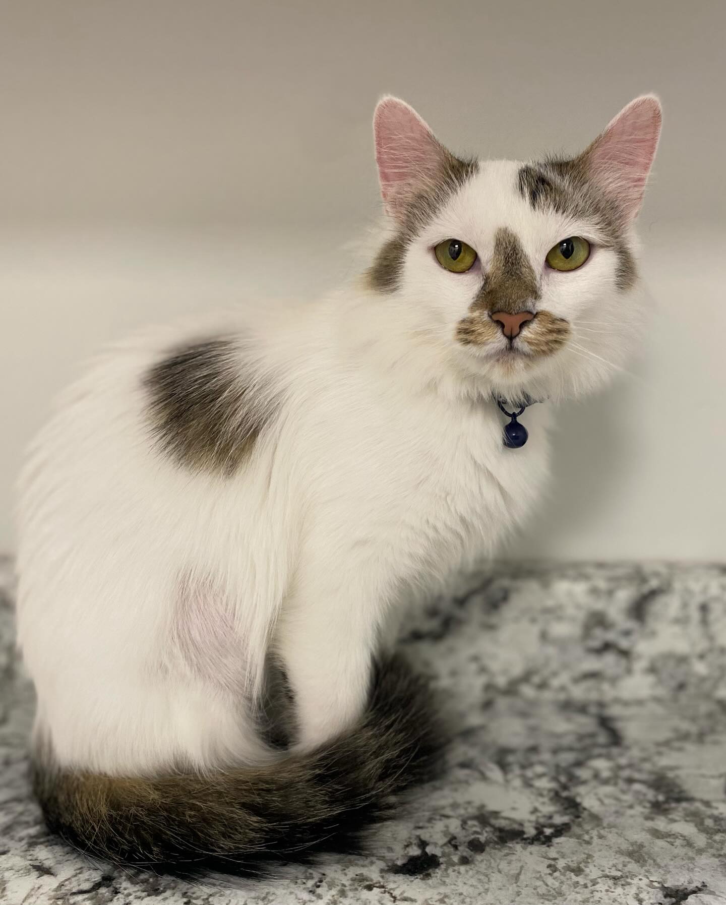 Cat for adoption Mango, a Domestic Medium Hair in Murfreesboro, TN