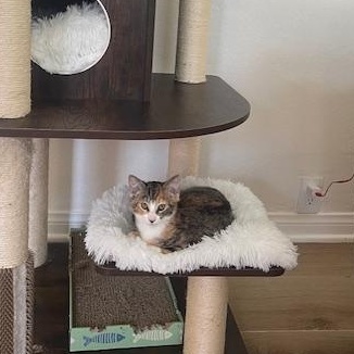 Baby Girl, a Adoptable Calico in Moreno Valley, CA image 3/6