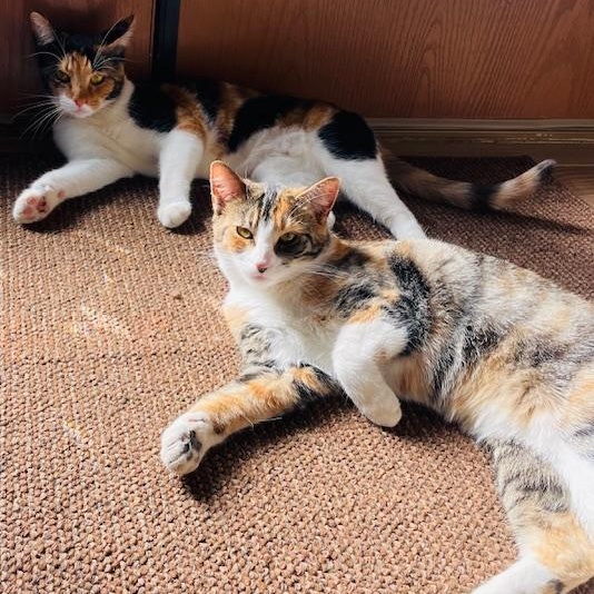 Baby Girl, a Adoptable Calico in Moreno Valley, CA image 2/6