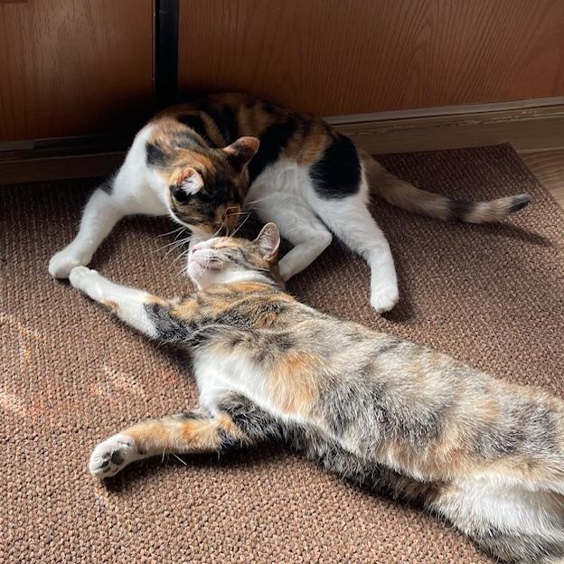 Baby Girl, a Adoptable Calico in Moreno Valley, CA image 5/6