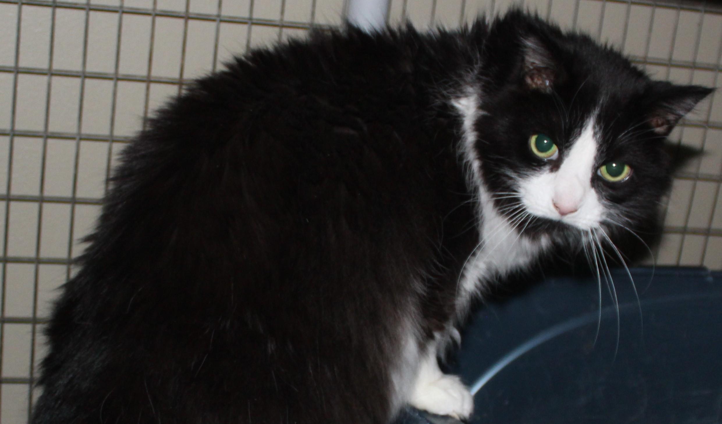 Enlarge Chloe, a Adoptable mixed breed in Huron, SD image 3/3
