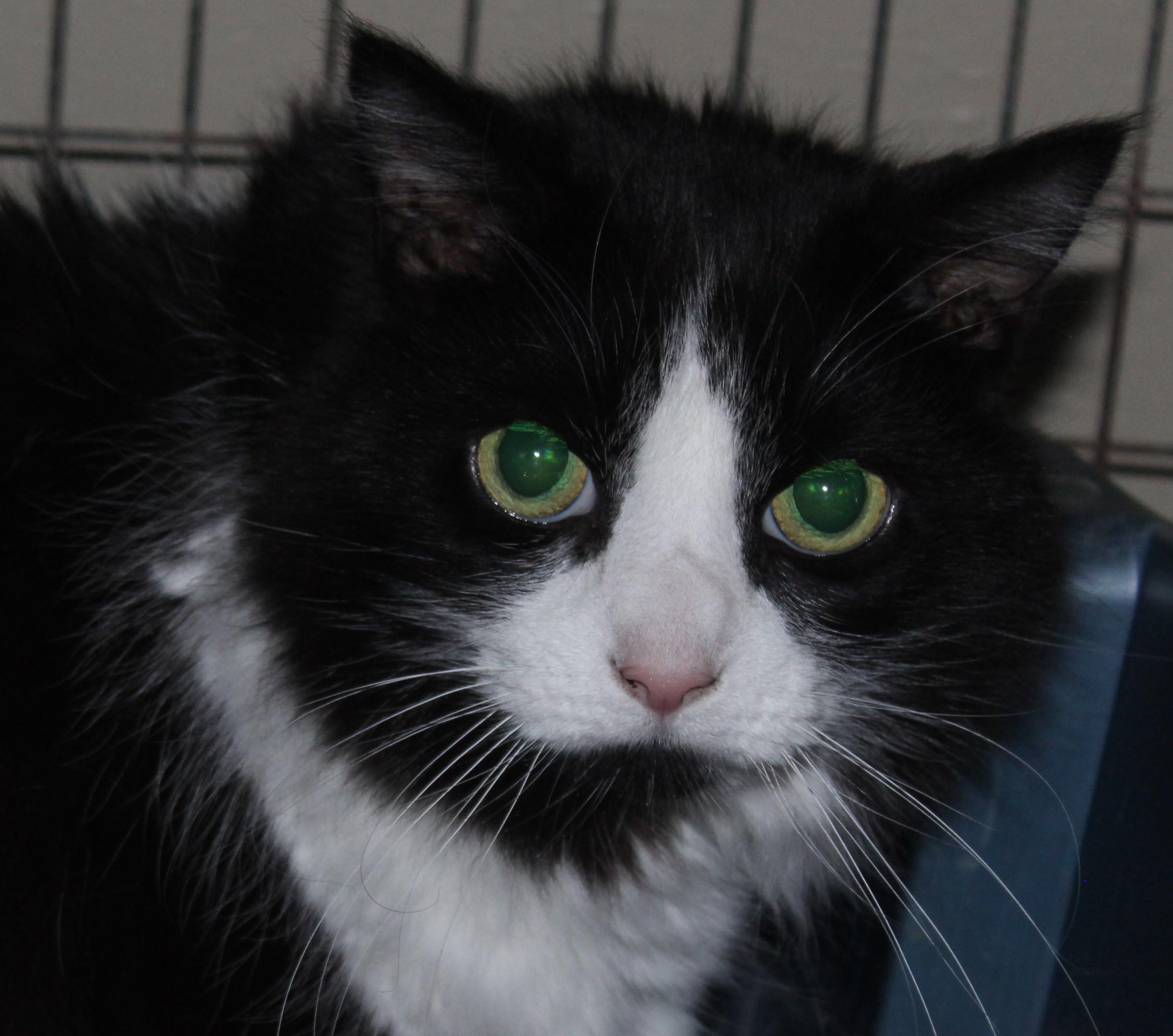 Chloe, Adoptable, Senior Female Domestic Long Hair.