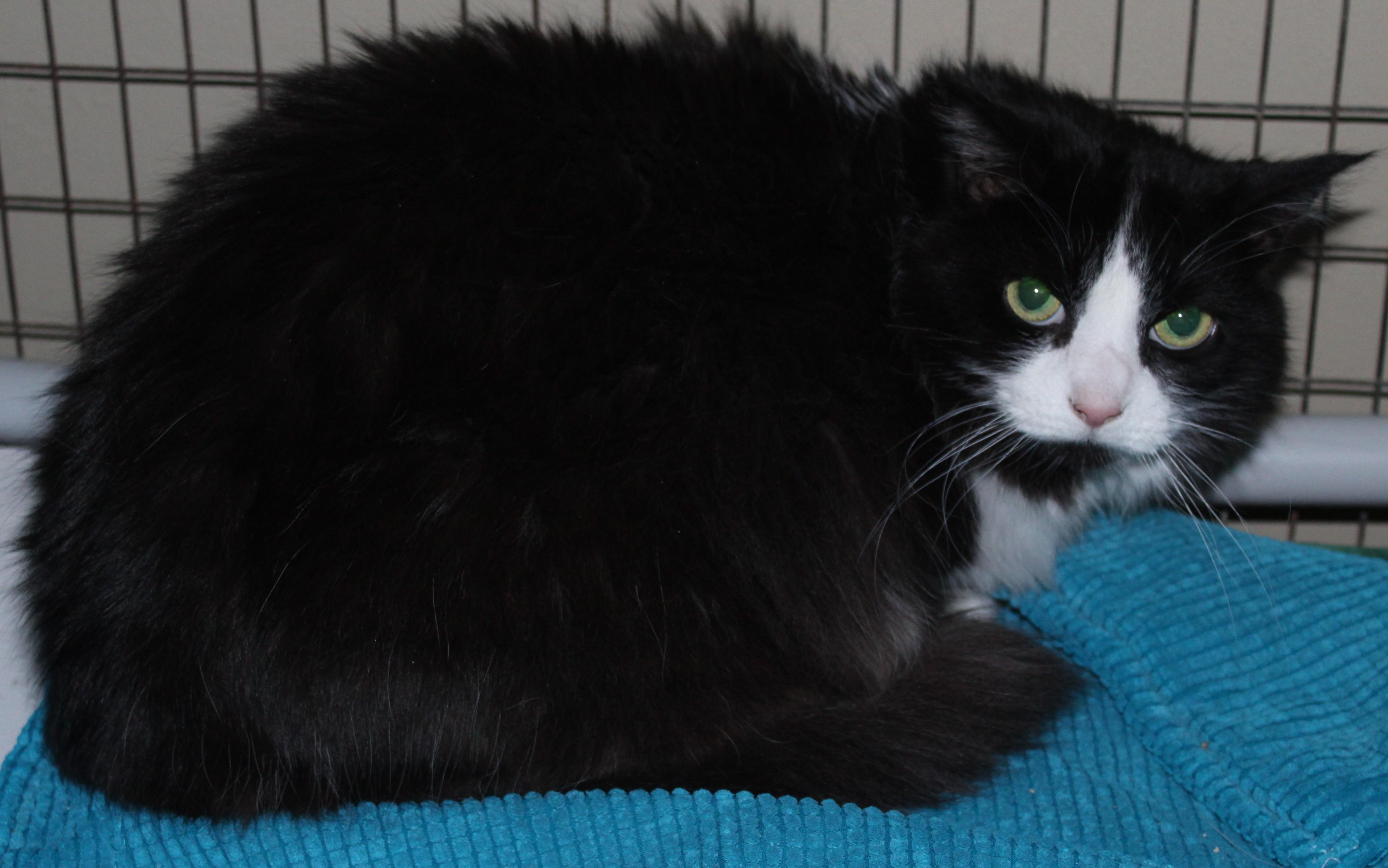 Enlarge Chloe, a Adoptable mixed breed in Huron, SD image 2/3