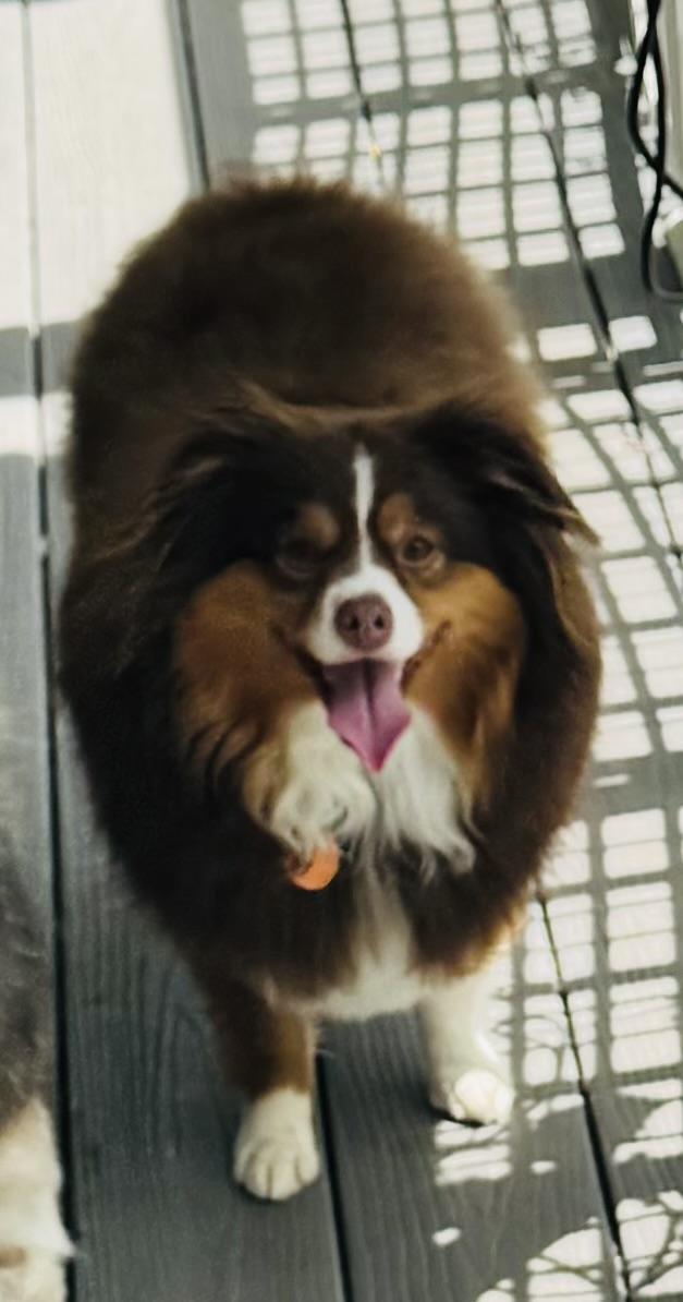 Enlarge Ruby, a ADOPTABLE Australian Shepherd in Louisburg, KS image 4/6