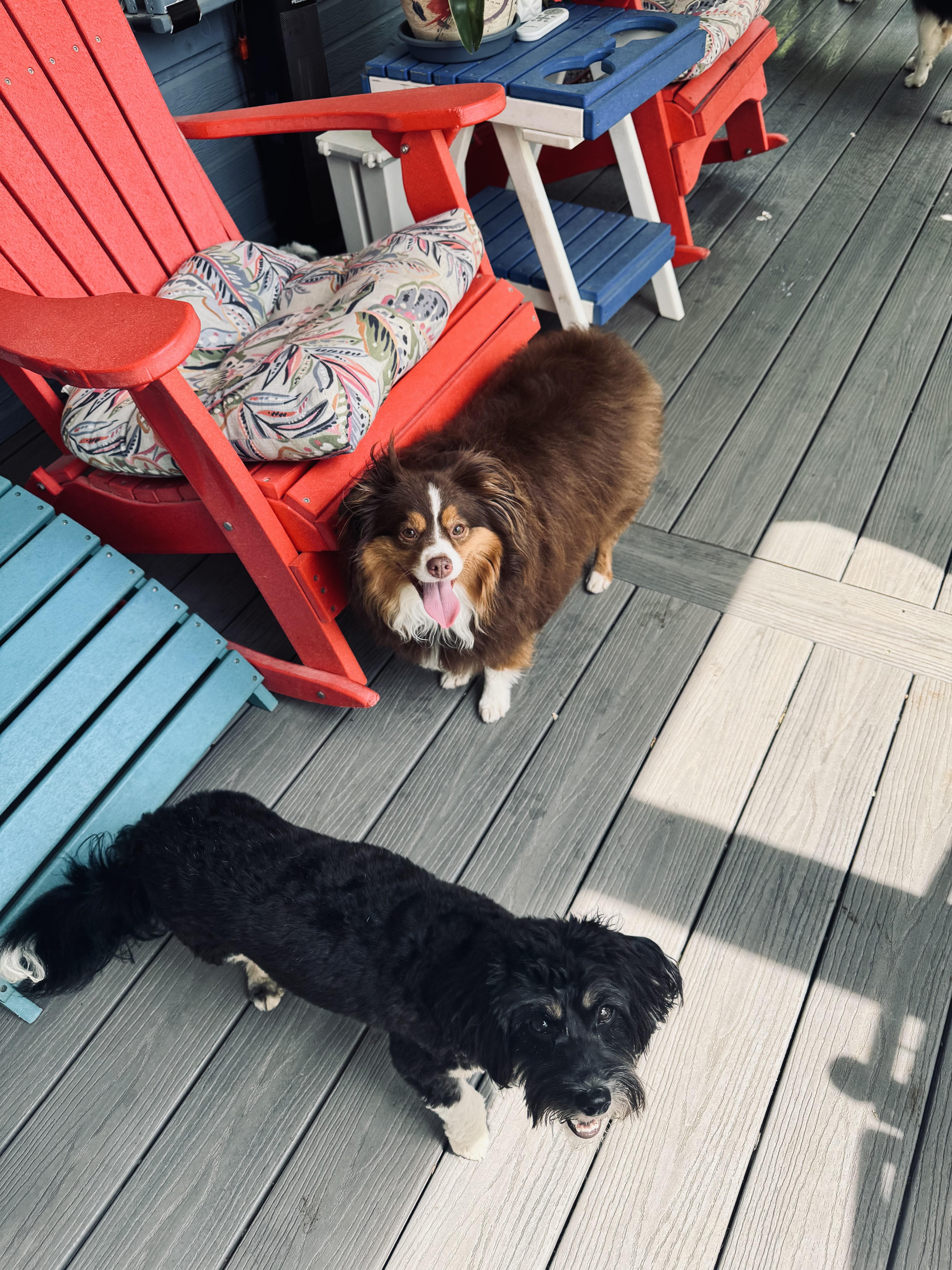 Enlarge Ruby, a ADOPTABLE Australian Shepherd in Louisburg, KS image 6/6