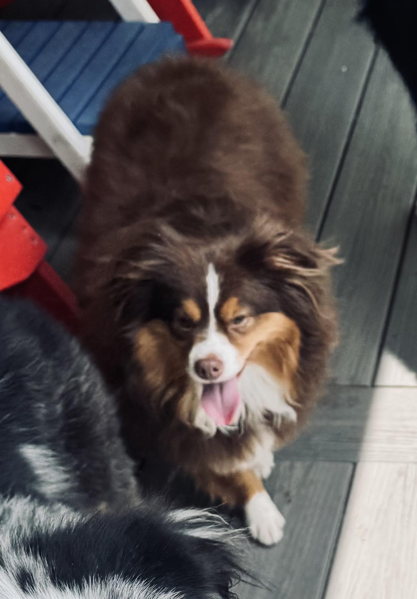 Enlarge Ruby, a ADOPTABLE Australian Shepherd in Louisburg, KS image 2/6