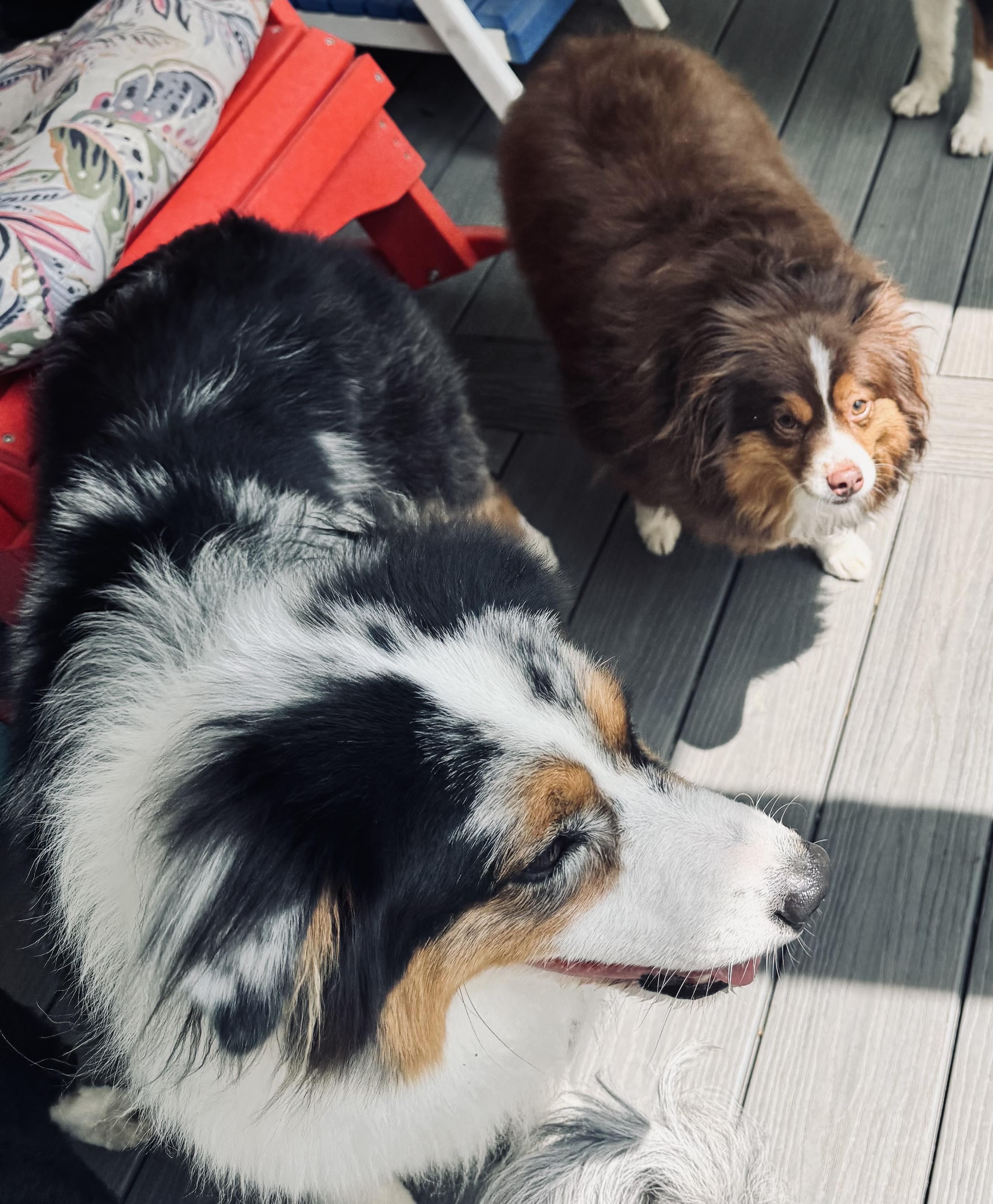 Enlarge Ruby, a ADOPTABLE Australian Shepherd in Louisburg, KS image 5/6