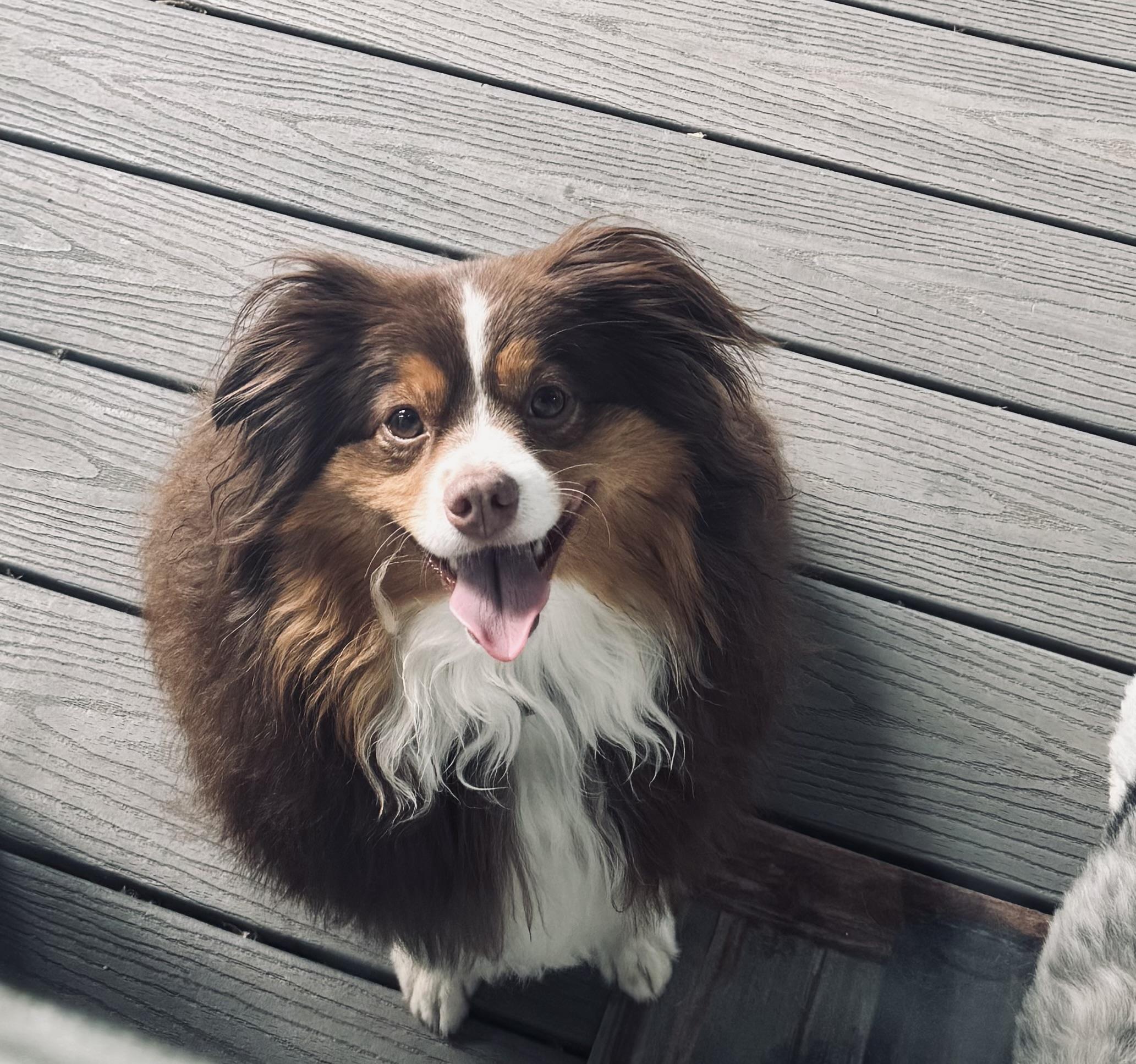 Enlarge Ruby, a ADOPTABLE Australian Shepherd in Louisburg, KS image 3/6