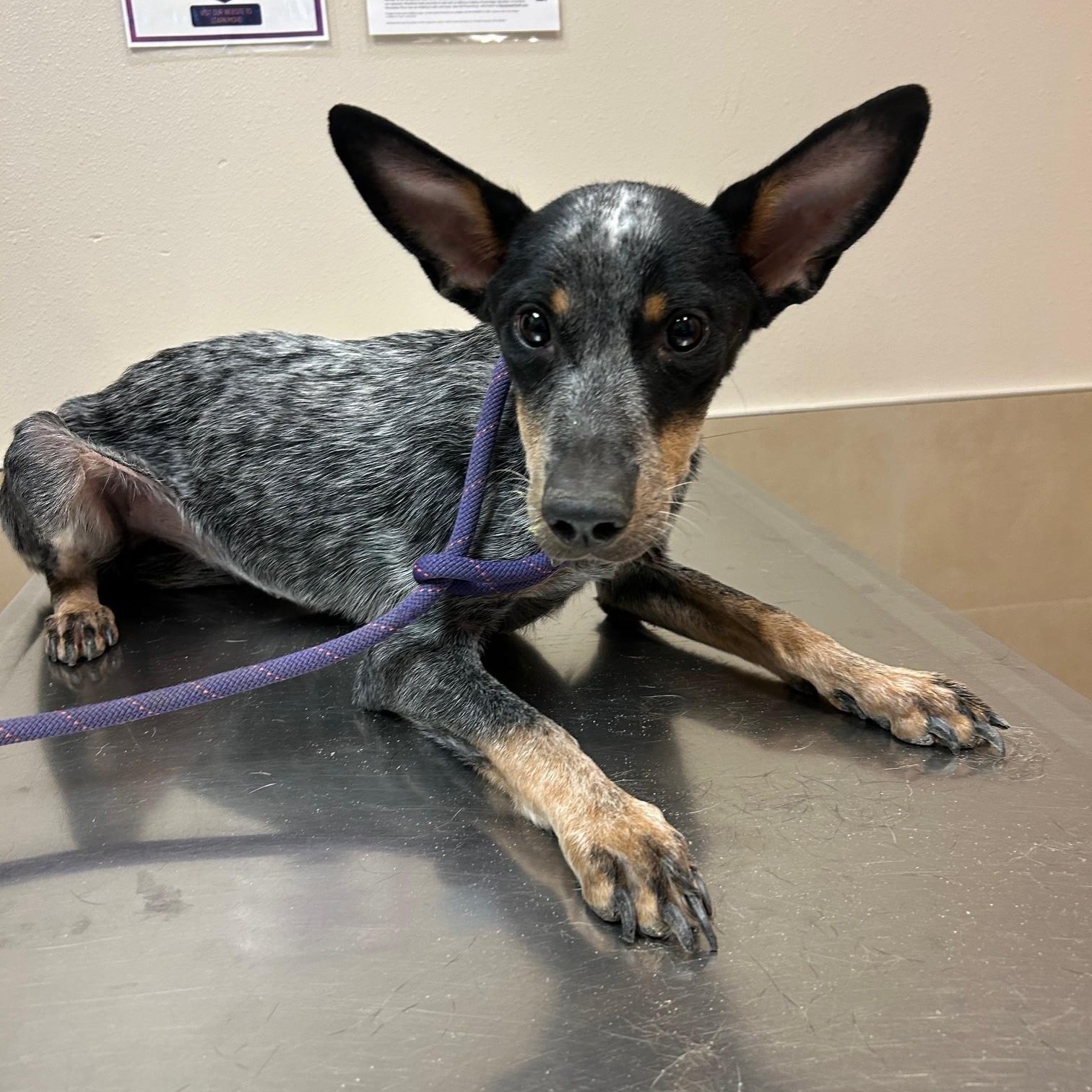 Jasmine, Adoptable, Adult Female Australian Cattle Dog / Blue Heeler.