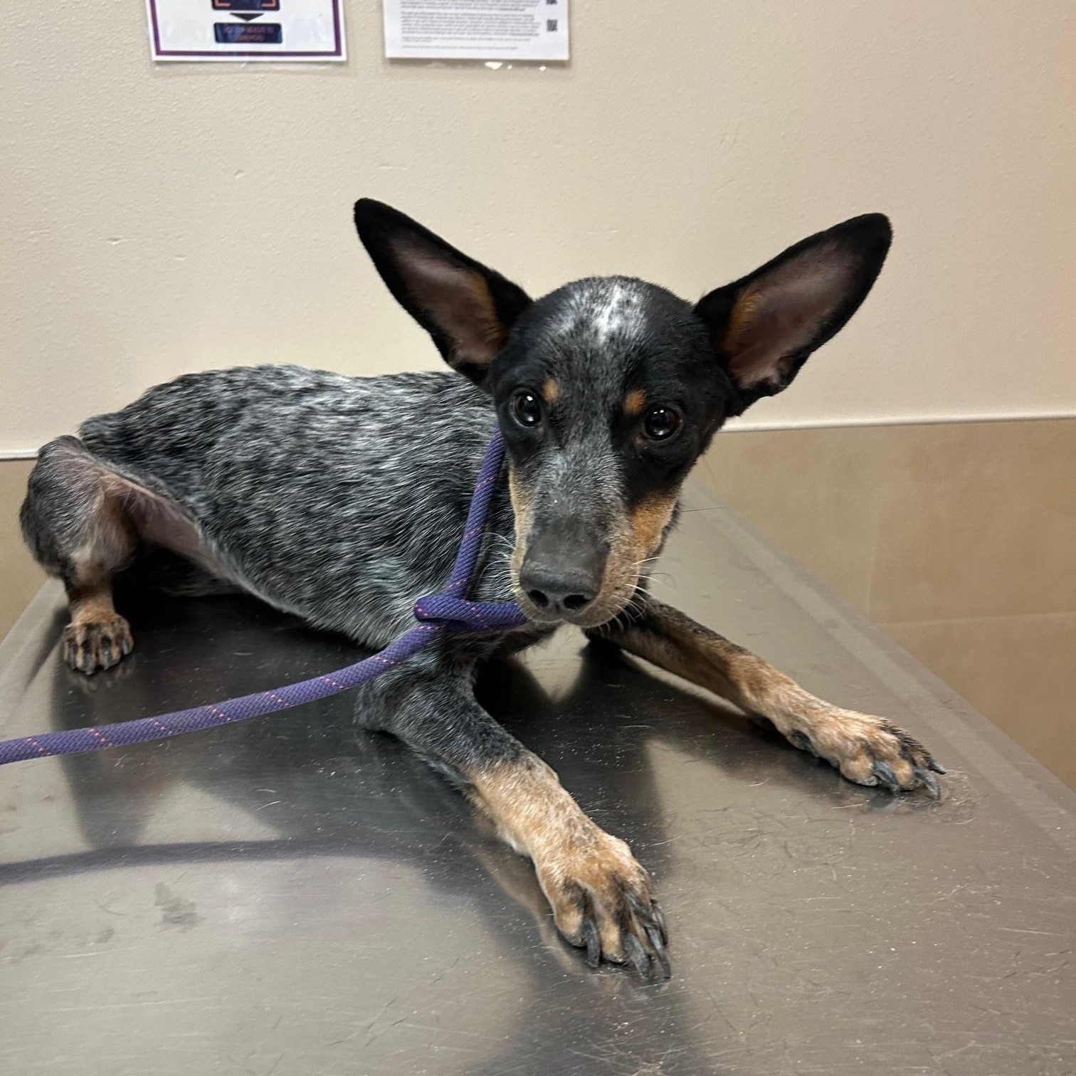 Enlarge Jasmine, a Adoptable Australian Cattle Dog / Blue Heeler in El Paso, TX image 2/3