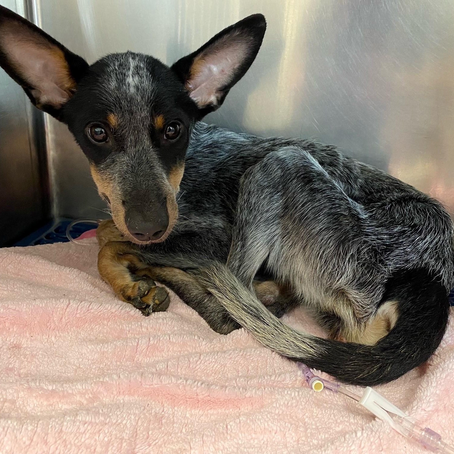 Enlarge Jasmine, a Adoptable Australian Cattle Dog / Blue Heeler in El Paso, TX image 3/3