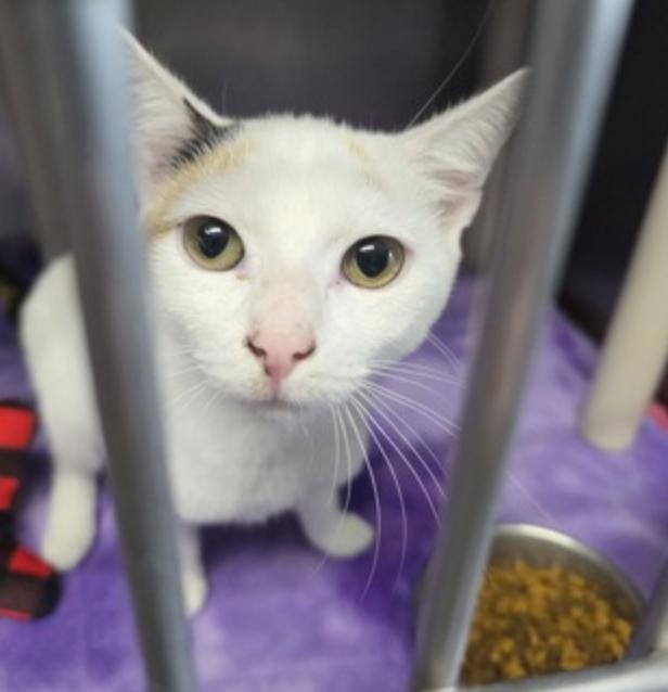 Enlarge Honeybee, an adopted American Shorthair in Marshall, NC image 1/1