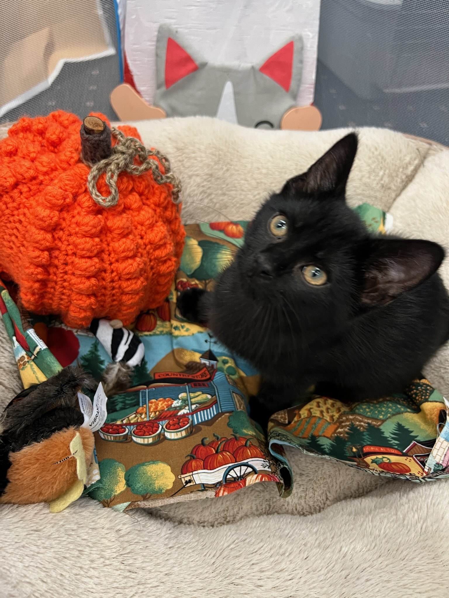 Miney, Adoptable, Kitten Male Domestic Short Hair.