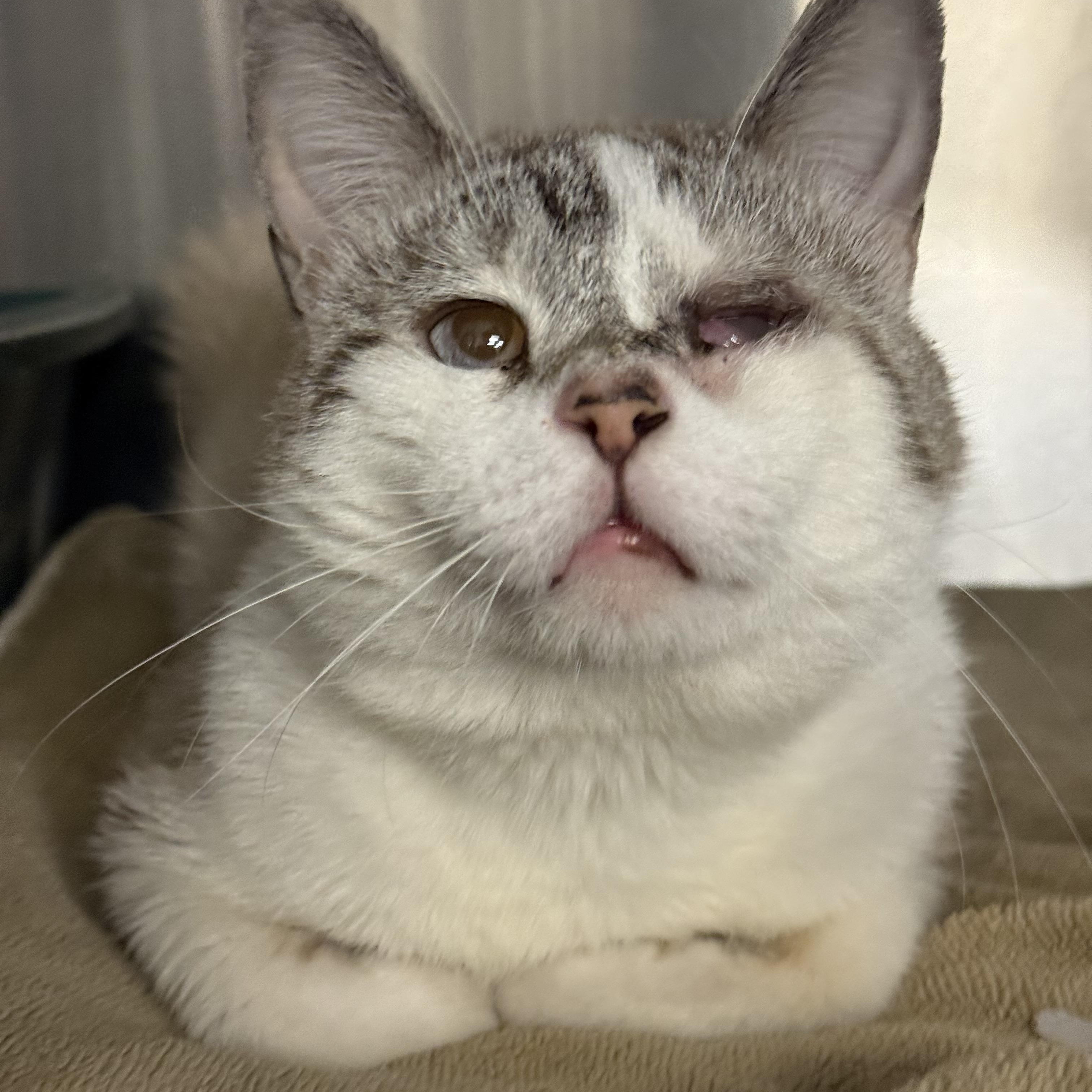 Enlarge Frosty Baby, a ADOPTABLE Domestic Short Hair in Ardsley, NY image 1/2