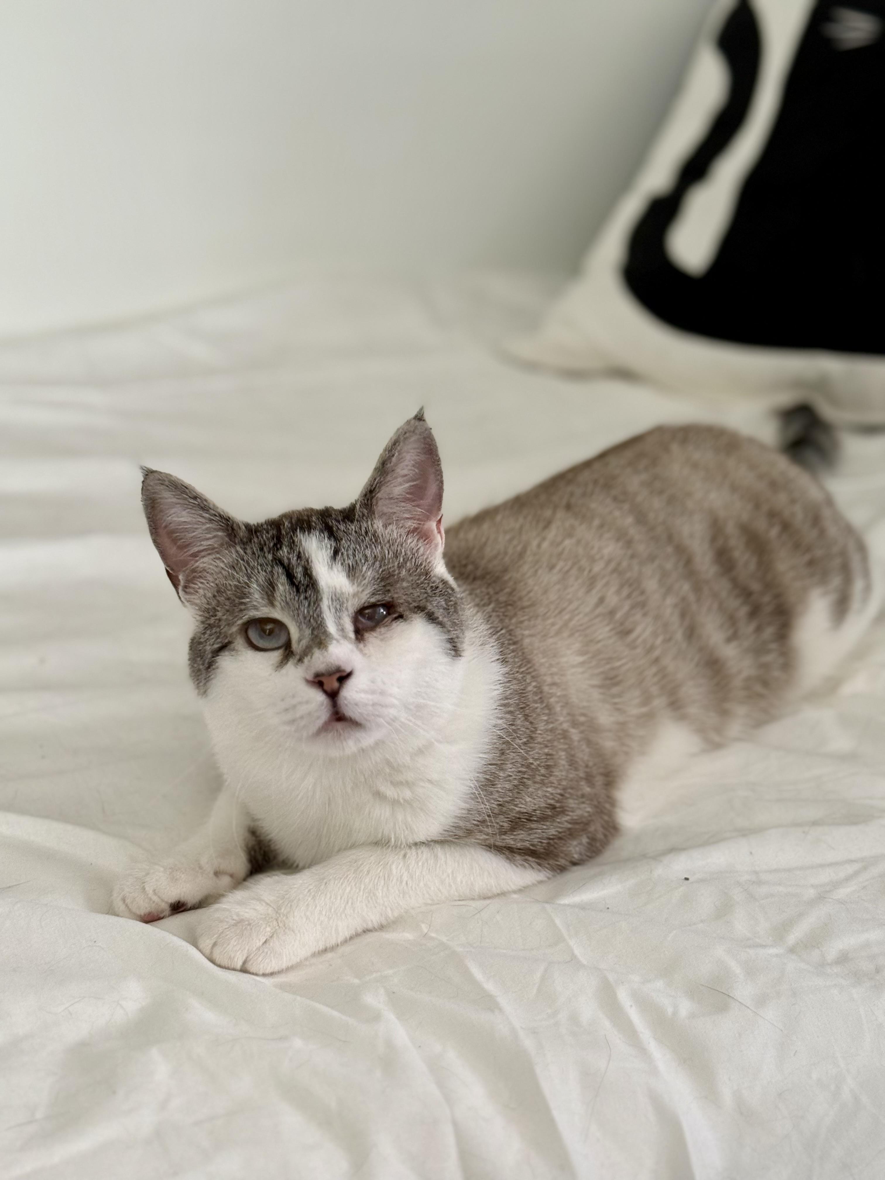 Enlarge Frosty Baby, a ADOPTABLE Siamese in Ardsley, NY image 2/3