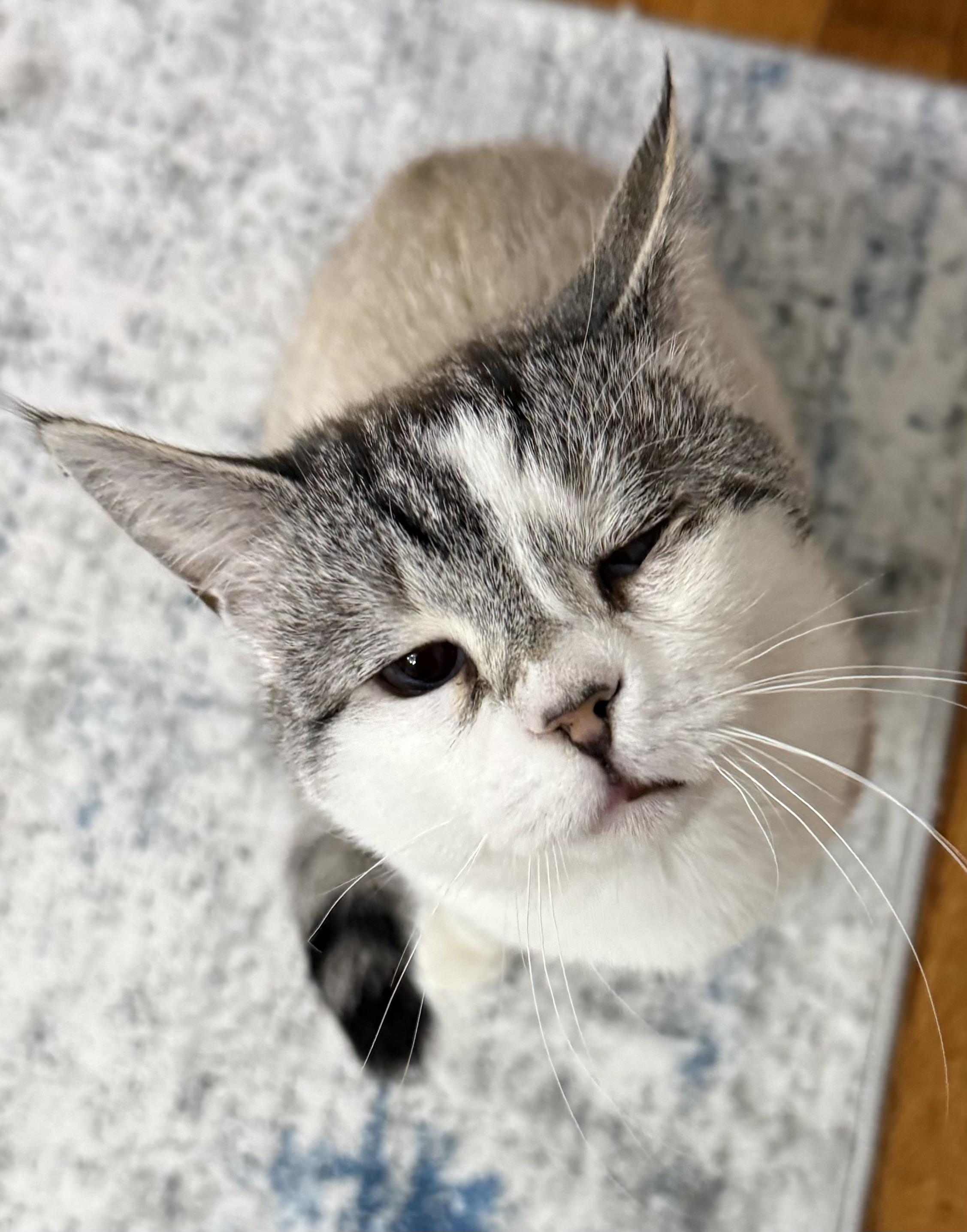 Frosty Baby, a ADOPTABLE Siamese in Ardsley, NY image 3/3