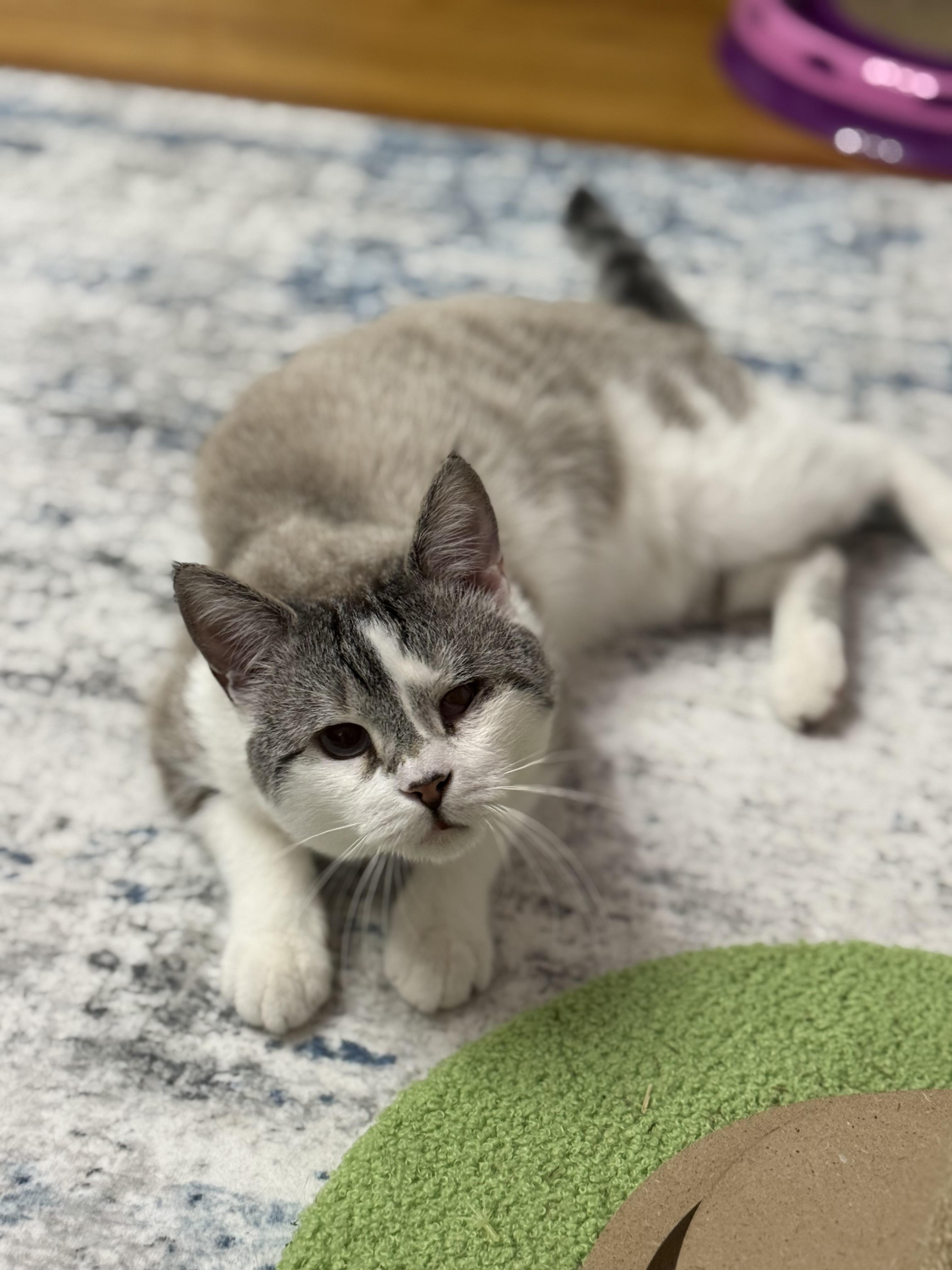 Enlarge Frosty Baby, a ADOPTABLE Siamese in Ardsley, NY image 3/3