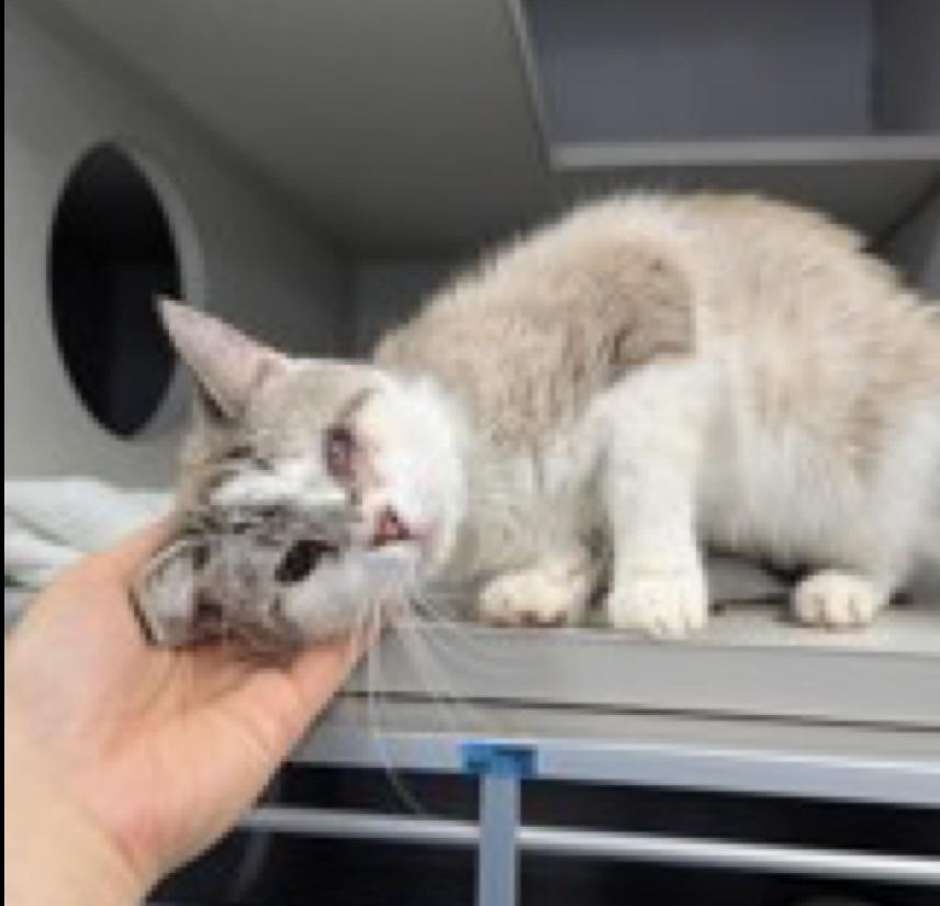 Enlarge Frosty Baby, a ADOPTABLE Domestic Short Hair in Ardsley, NY image 1/1