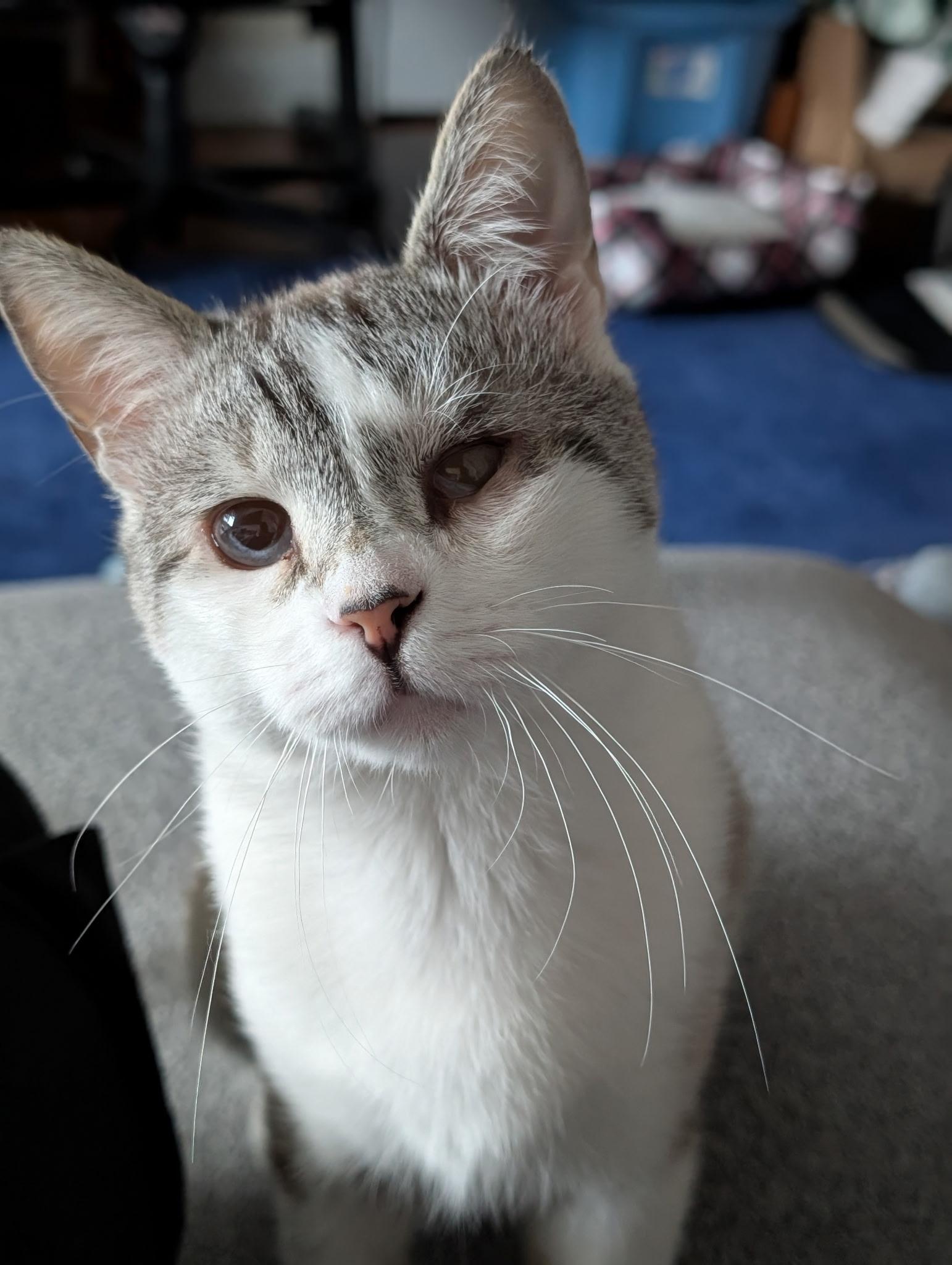 Enlarge Frosty Baby, a ADOPTABLE Siamese in Ardsley, NY image 1/3