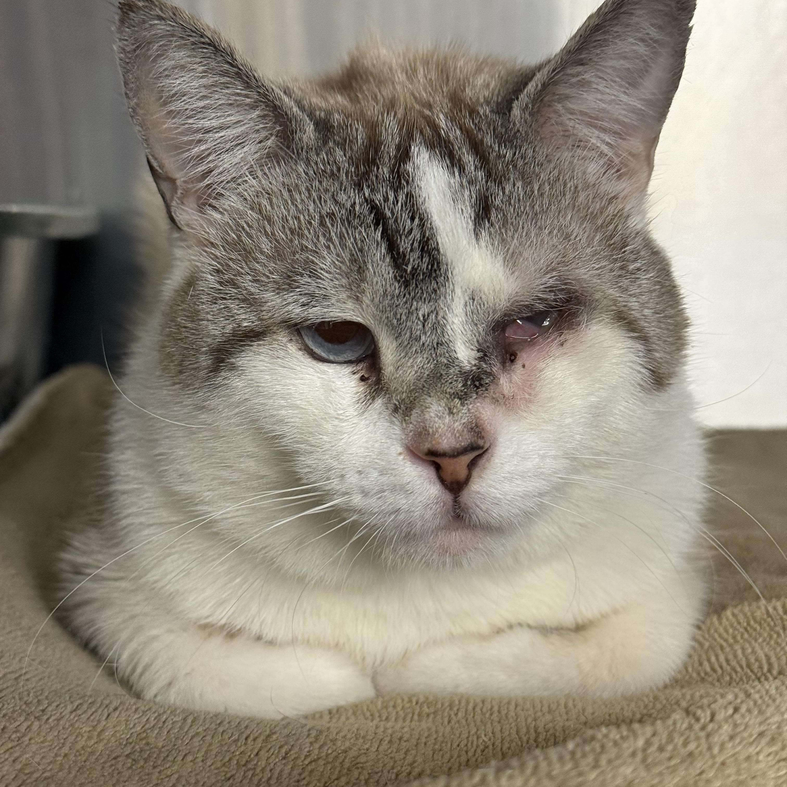 Enlarge Frosty Baby, a ADOPTABLE Domestic Short Hair in Ardsley, NY image 2/2