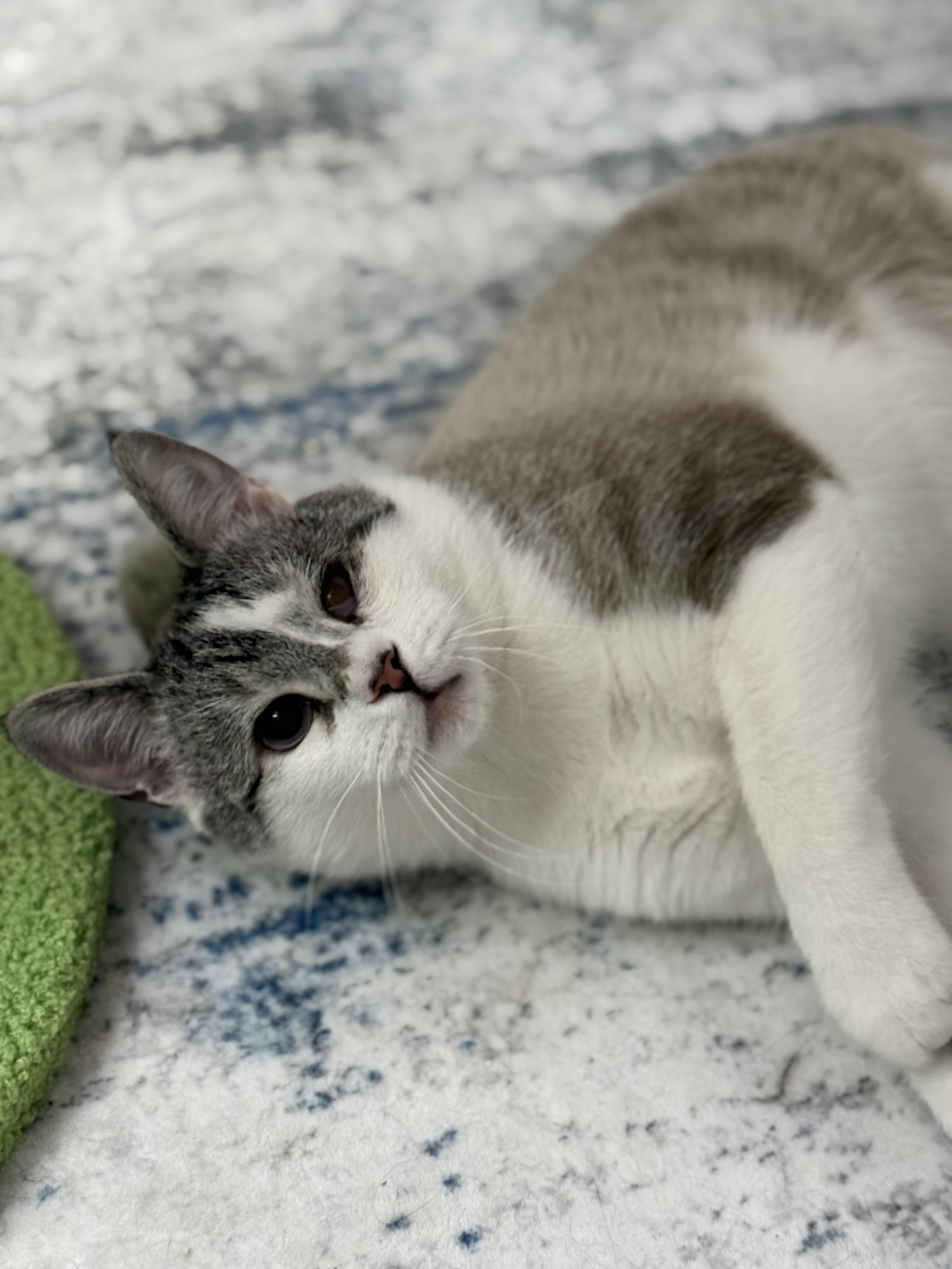 Frosty Baby, a ADOPTABLE Siamese in Ardsley, NY image 2/3
