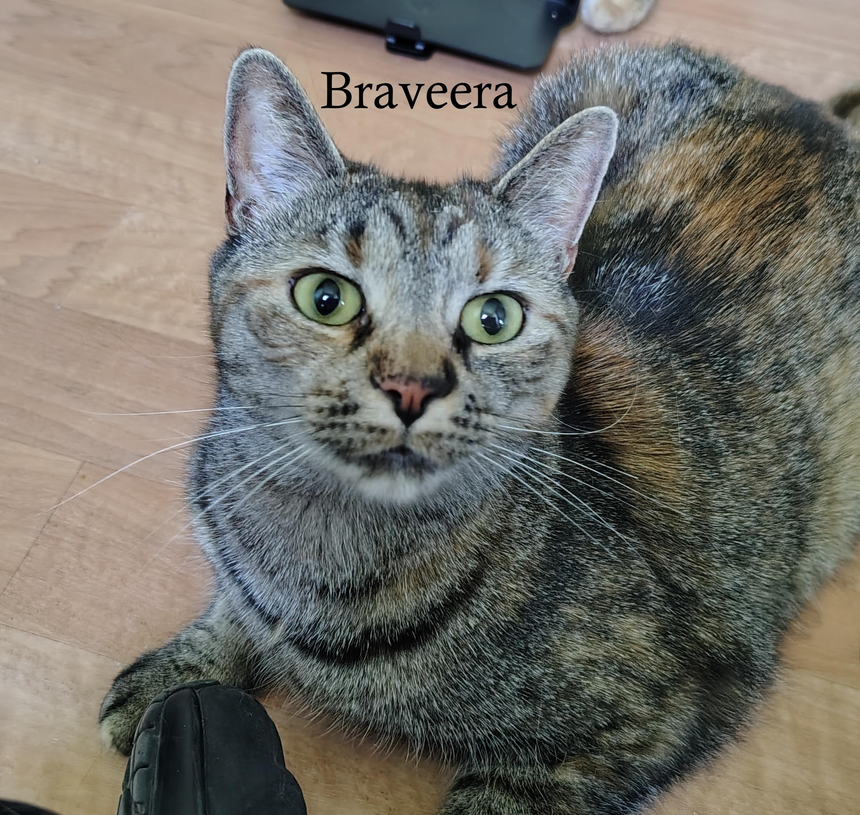 Braveera & Shyla, ADOPTABLE, Young Female Torbie & Domestic Short Hair.