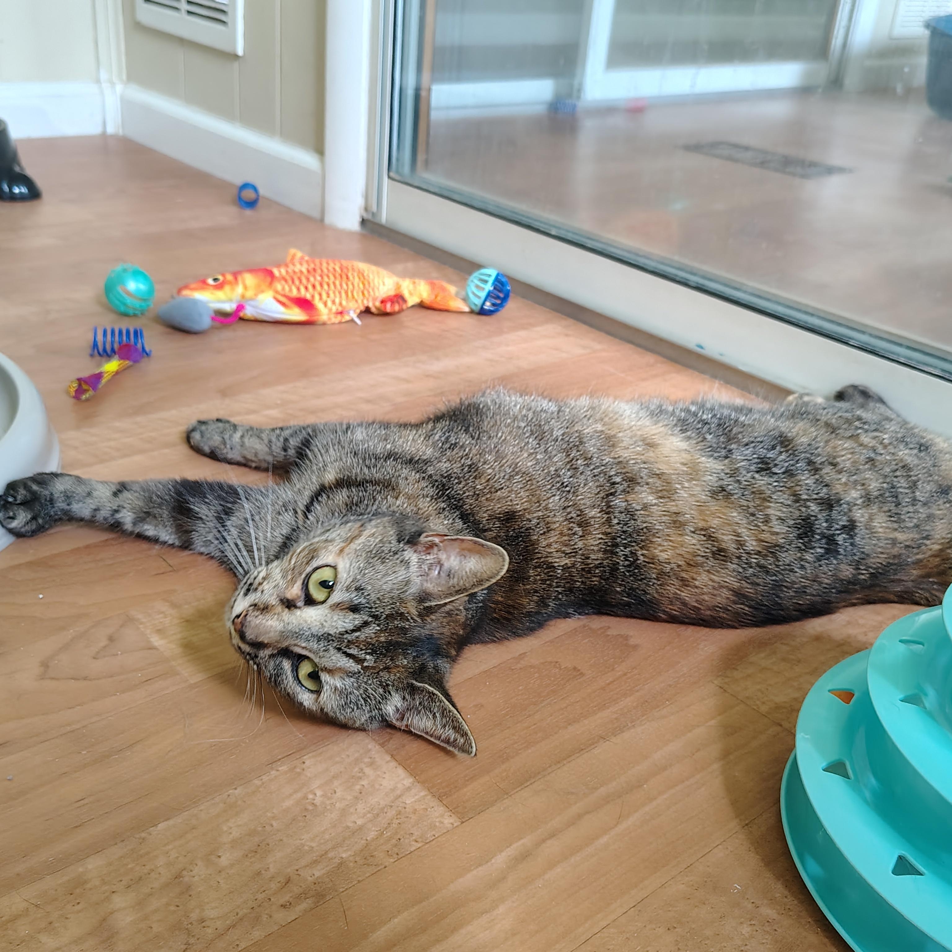 Braveera & Shyla, a ADOPTABLE mixed breed in Montour Falls, NY image 3/5