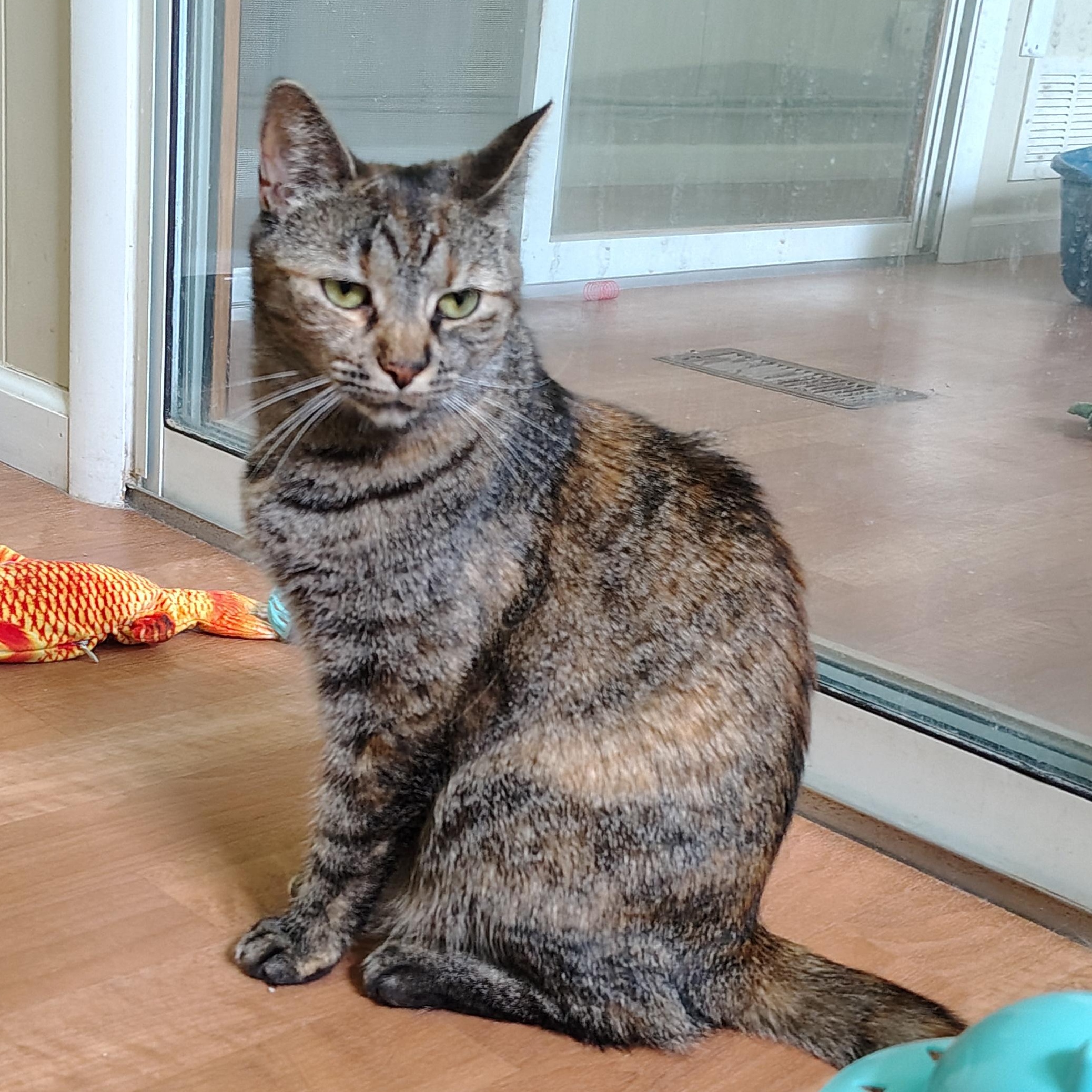 Braveera & Shyla, a ADOPTABLE mixed breed in Montour Falls, NY image 2/5