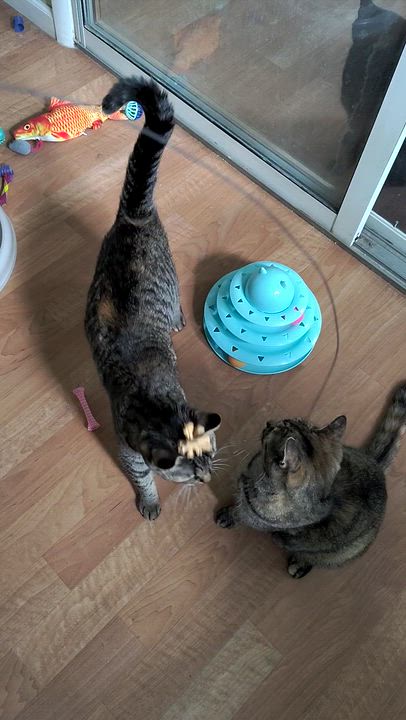 Enlarge Braveera & Shyla, a ADOPTABLE mixed breed in Montour Falls, NY video 5/5