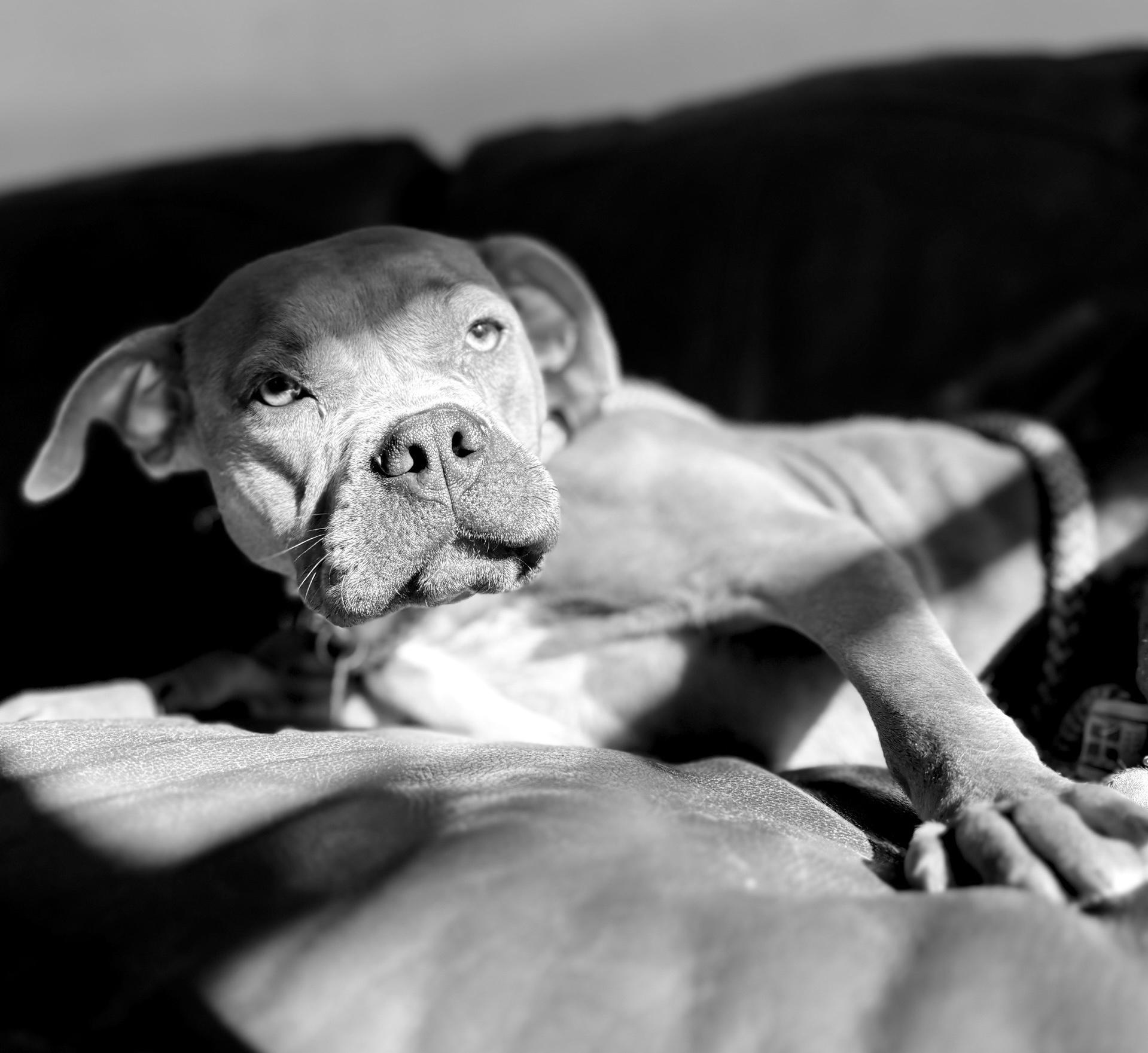 Enlarge Pumpkin, an adopted mixed breed in Oxford, MI image 5/6