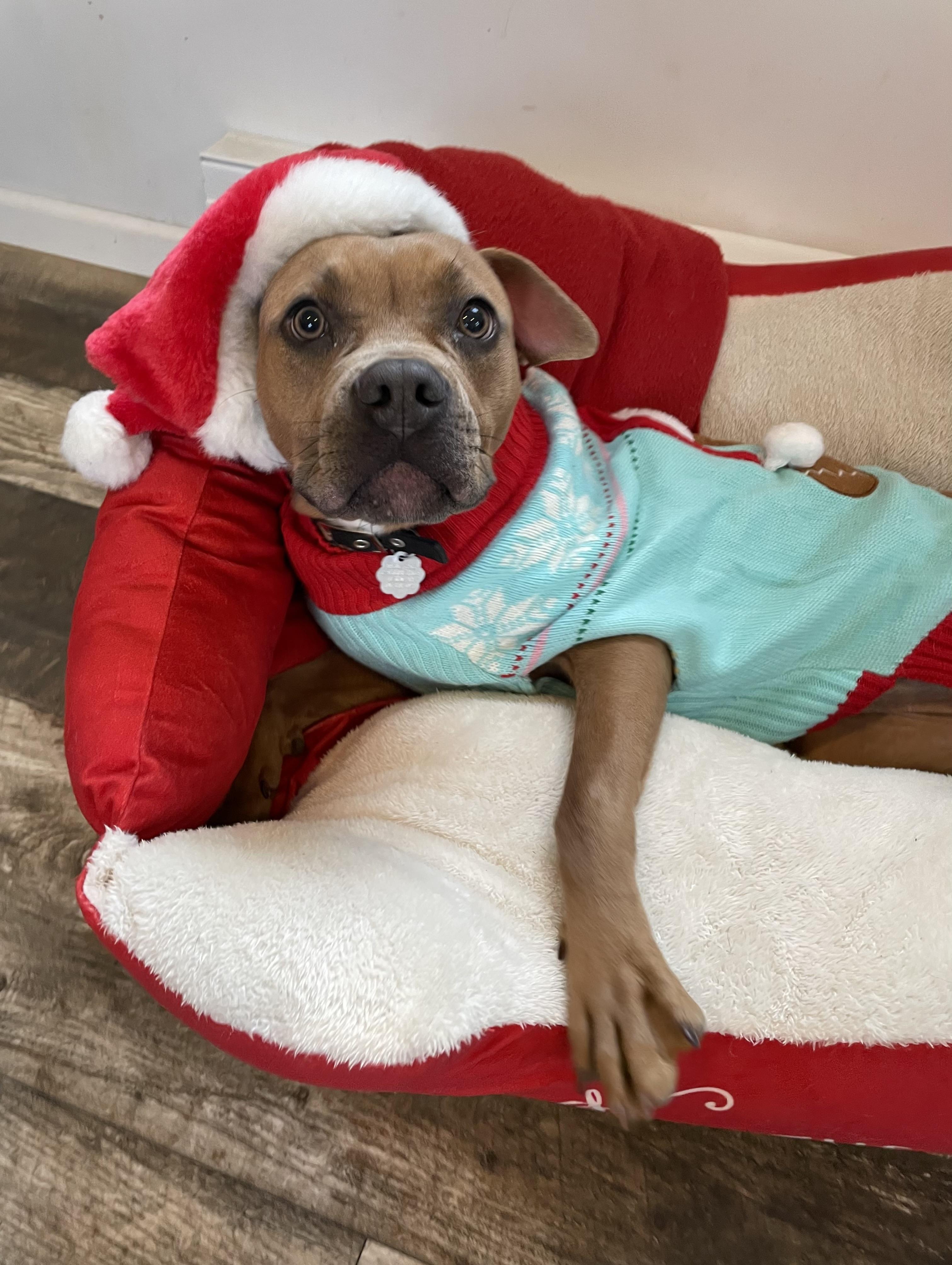 Enlarge Pumpkin, an adopted mixed breed in Oxford, MI image 3/6