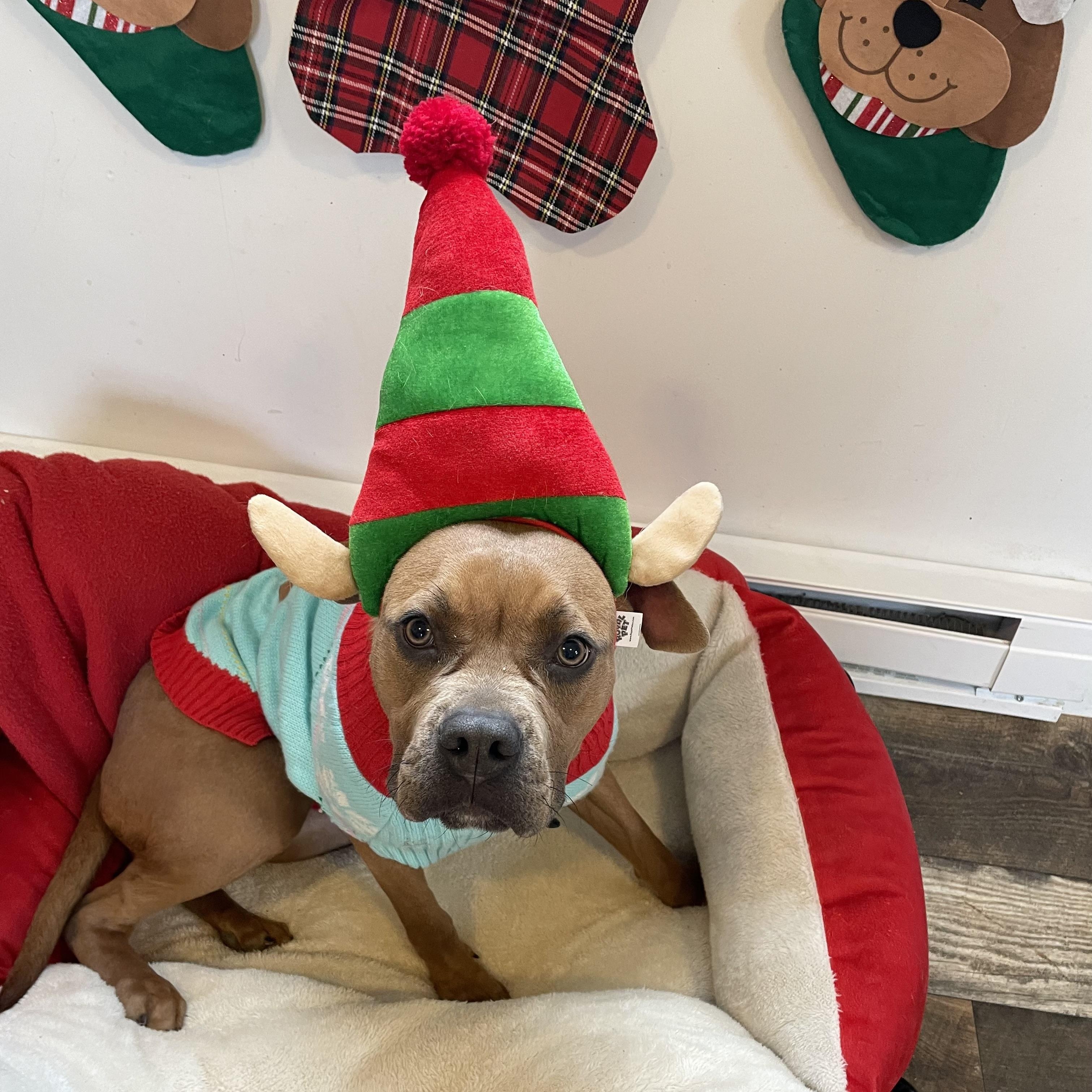 Pumpkin, Adoptable, Young Female Boxer & Mixed Breed.