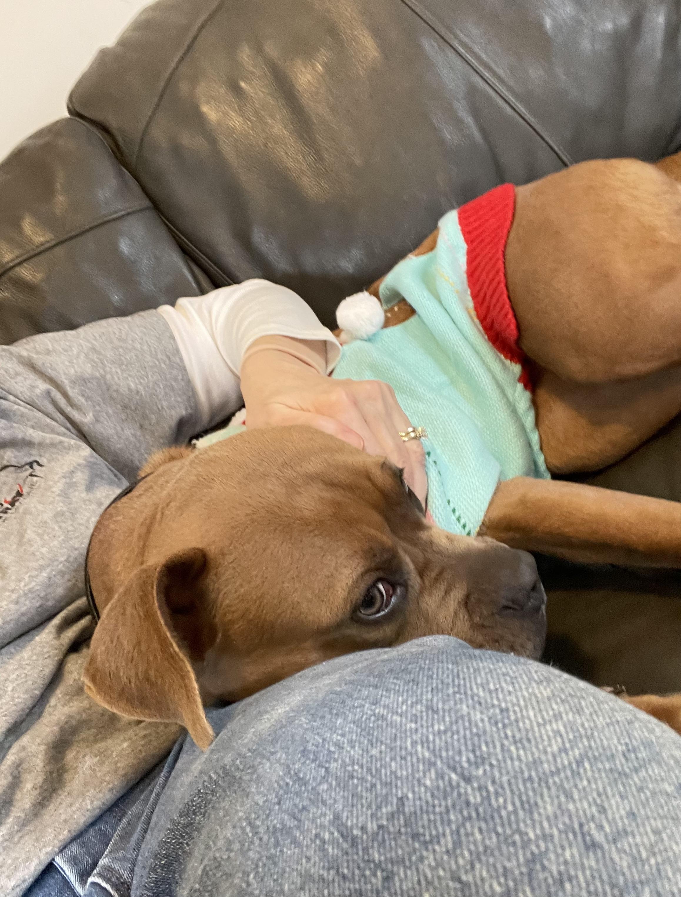 Enlarge Pumpkin, an adopted mixed breed in Oxford, MI image 4/6