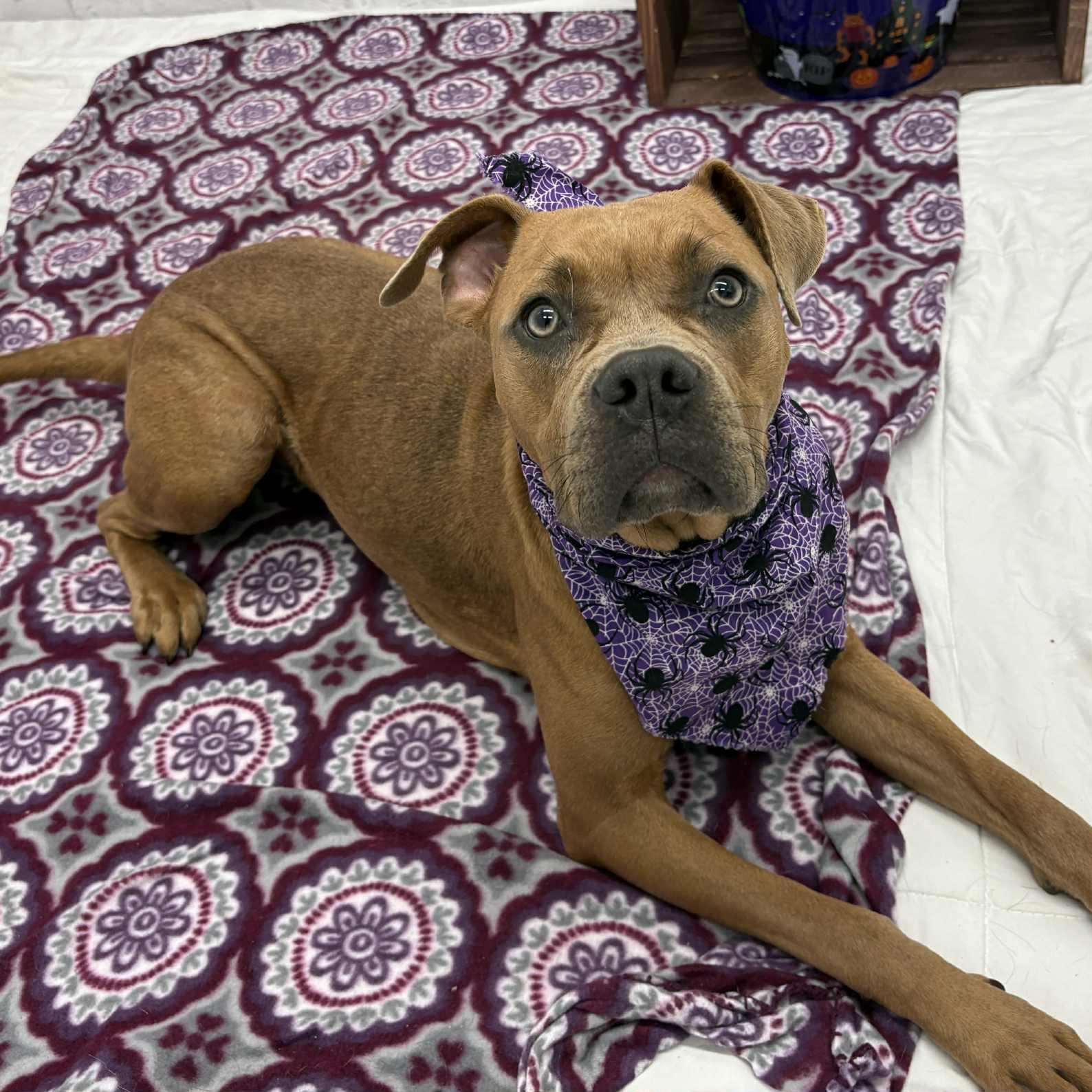 Enlarge Pumpkin, an adopted mixed breed in Oxford, MI image 6/6