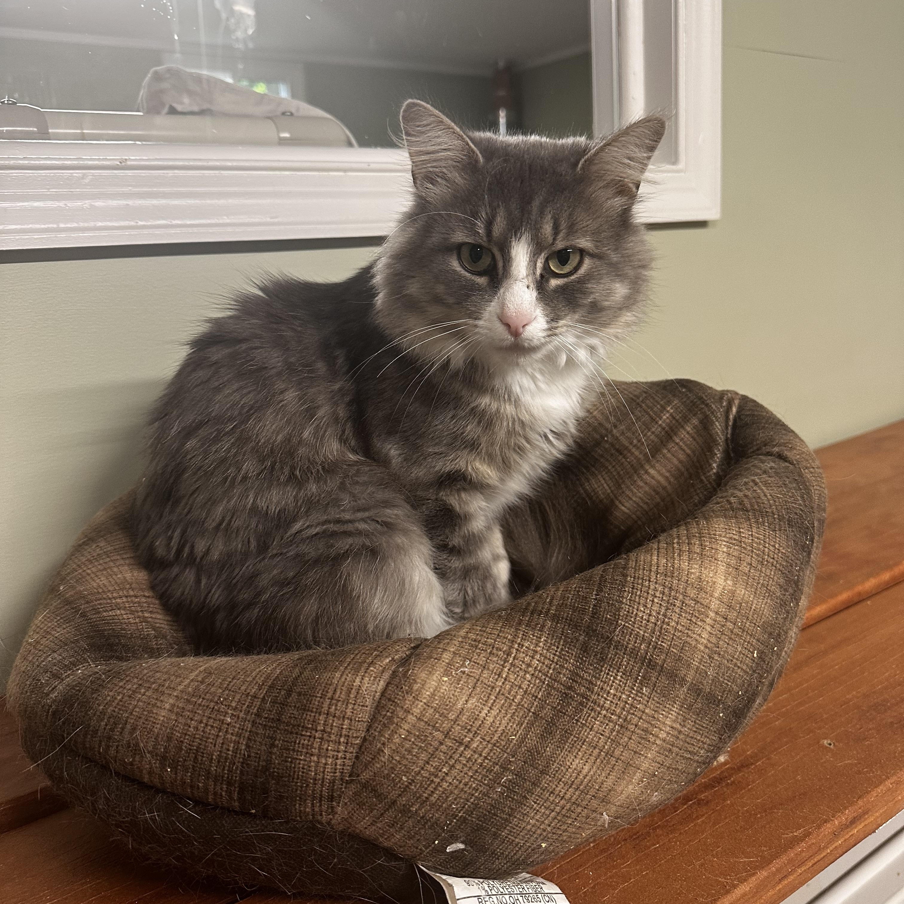 Enlarge Otter, a Adoptable Domestic Medium Hair in North East, MD image 2/2