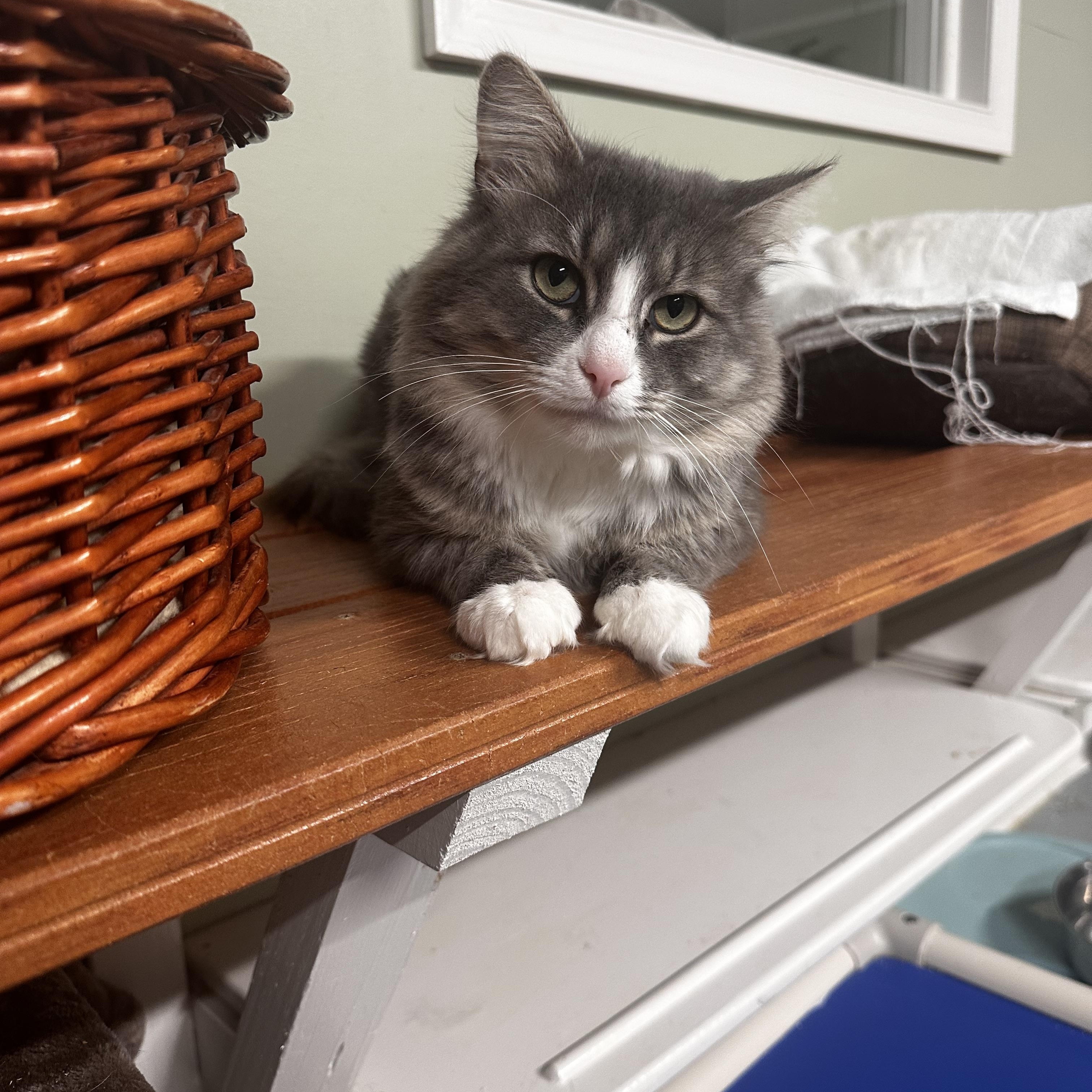 Enlarge Otter, a Adoptable Domestic Medium Hair in North East, MD image 1/2