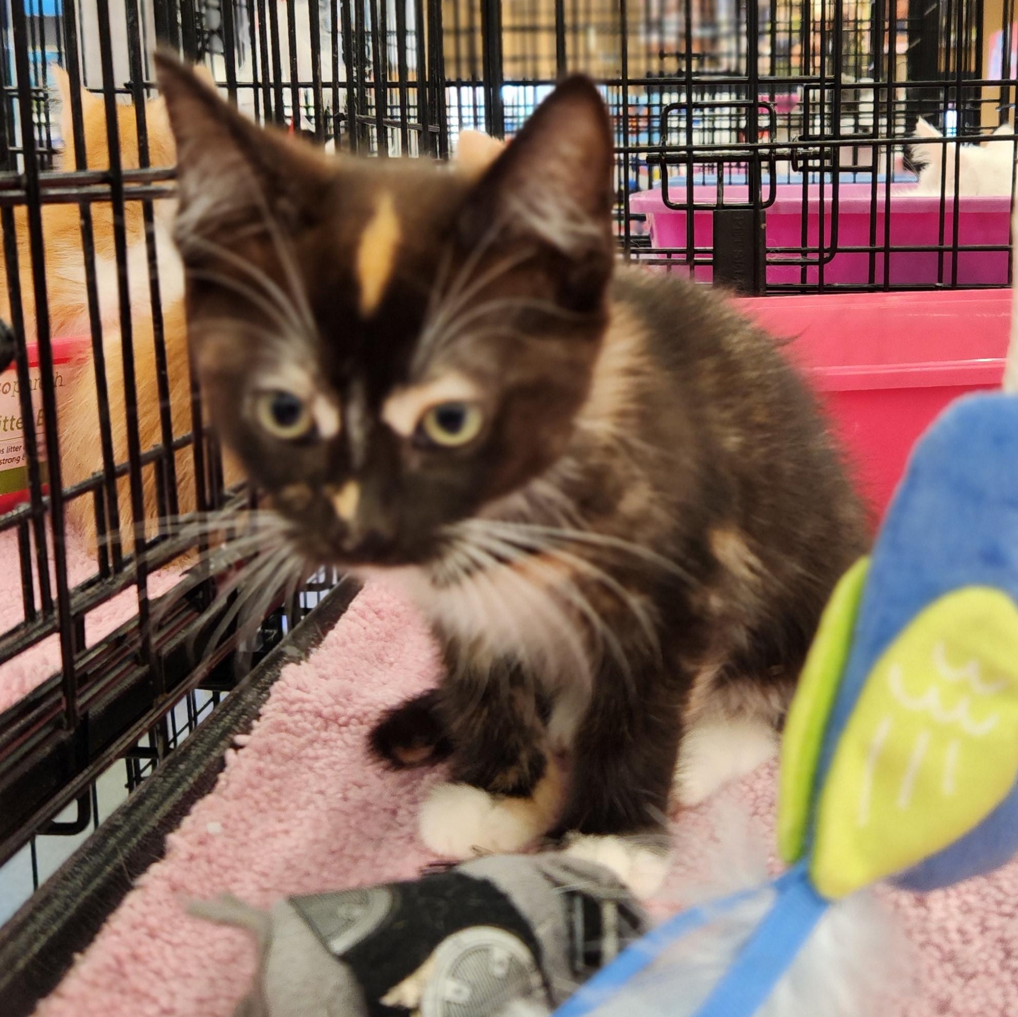 Petunia, a Adoptable mixed breed in Buena Park, CA image 1/3