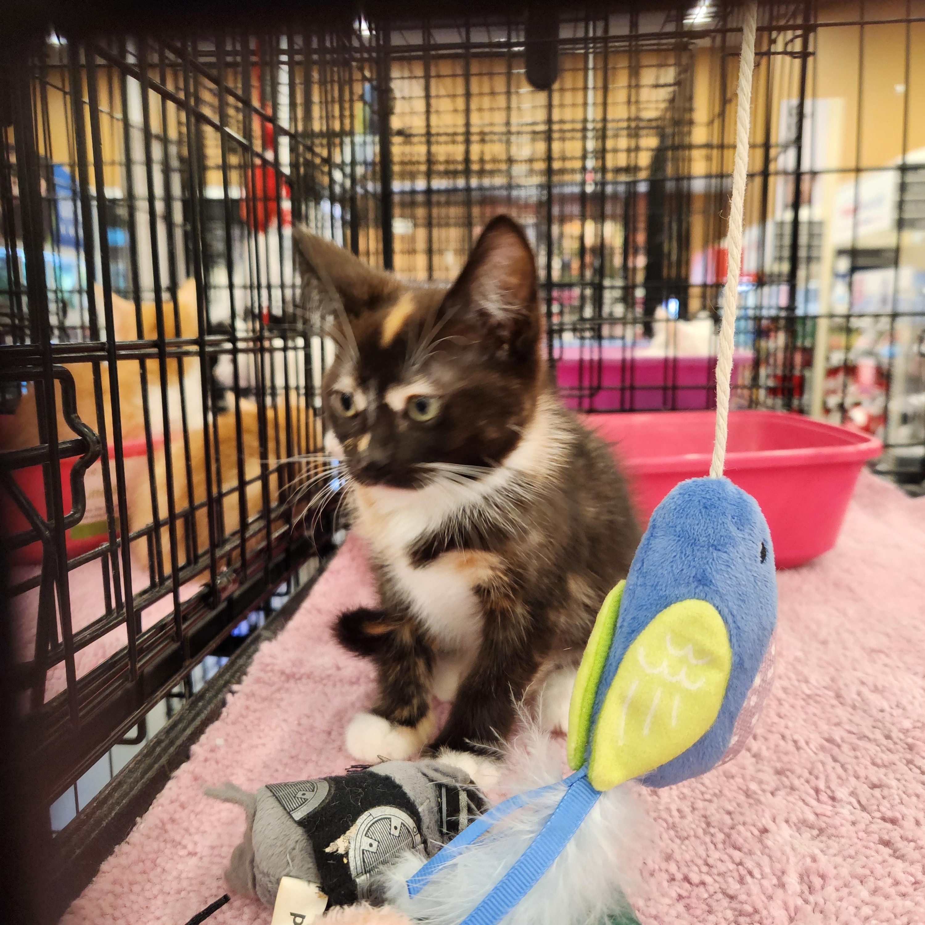 Petunia, a Adoptable mixed breed in Buena Park, CA image 2/3